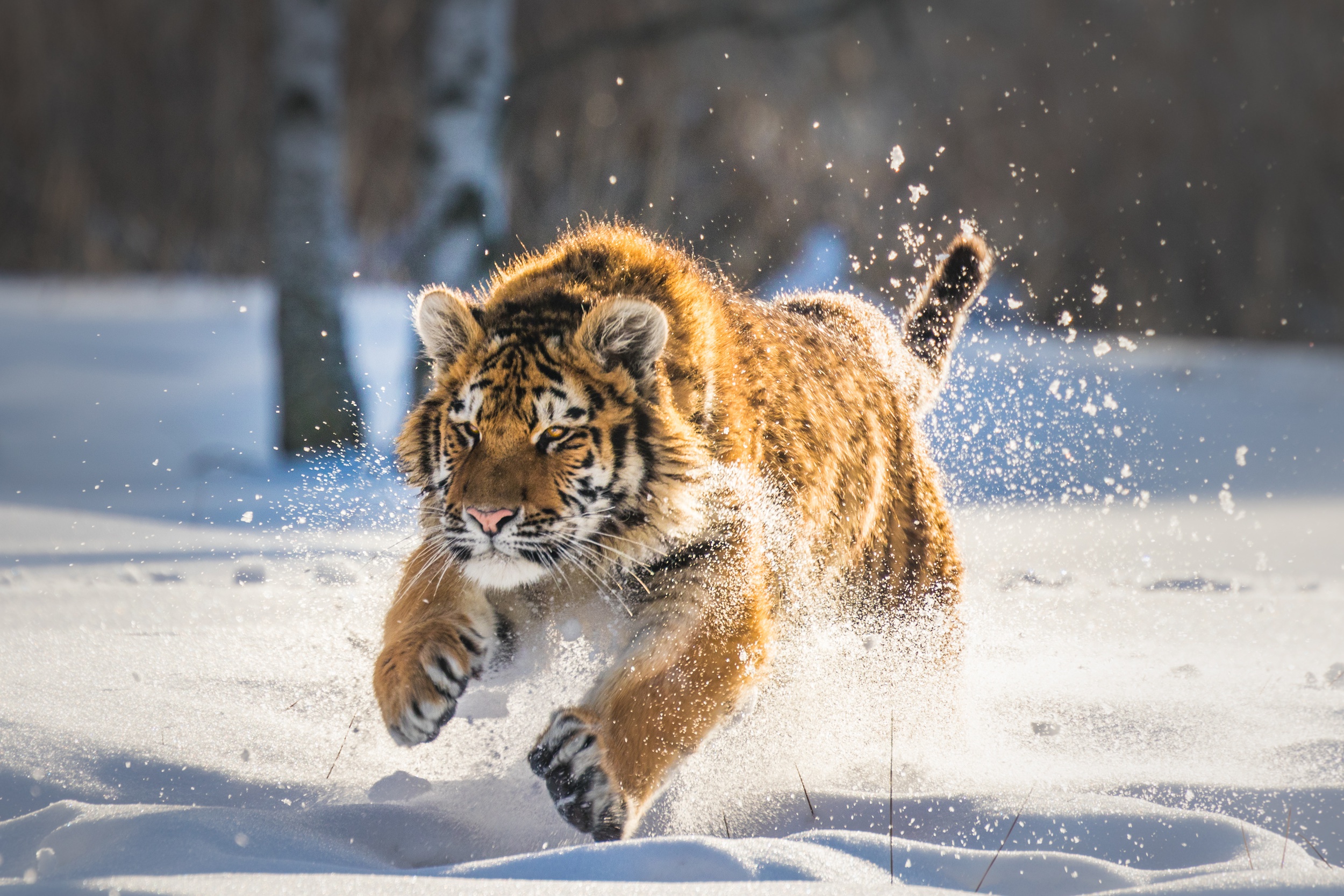 Cute Tigers Wallpapers Wallpapers