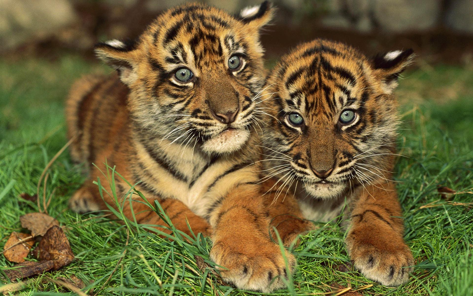 Cute Tigers Wallpapers Wallpapers