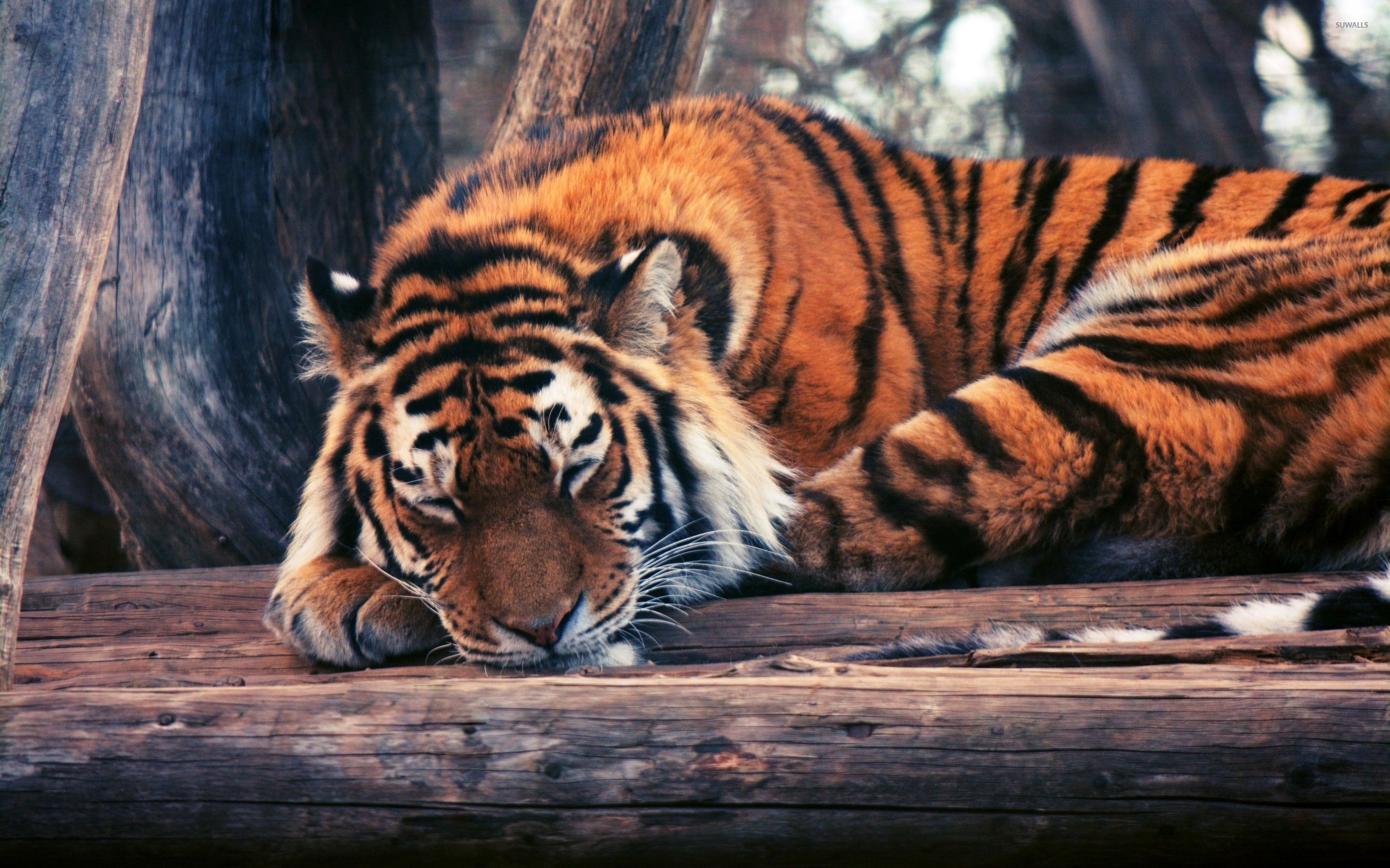 Cute Tigers Wallpapers Wallpapers