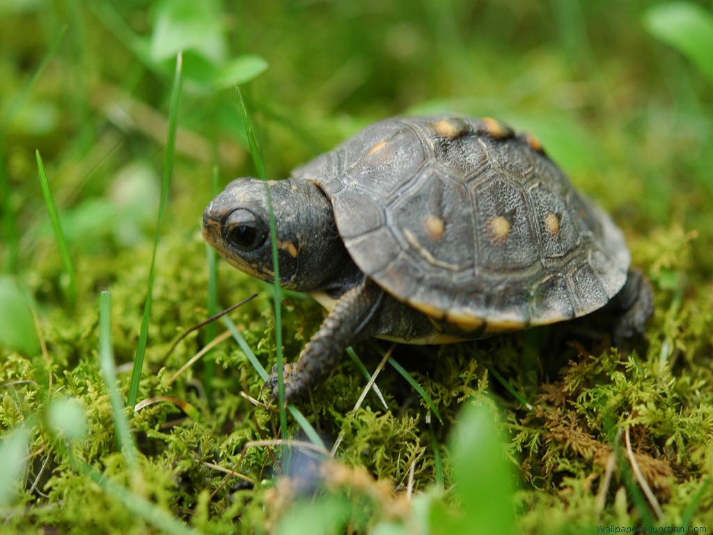 Cute Turtle Wallpapers