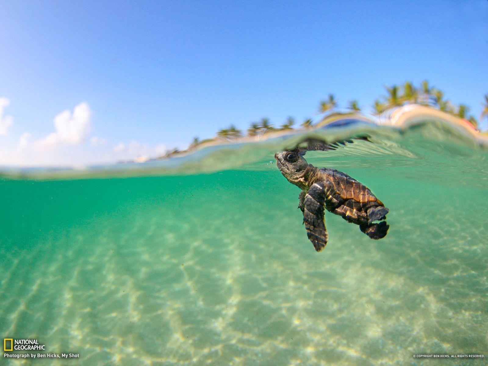 Cute Turtles Wallpapers Wallpapers