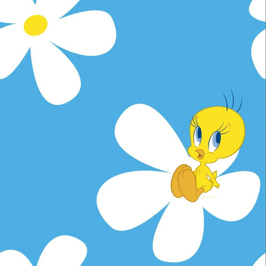 Cute Tweety Bird Wallpaper Wallpapers