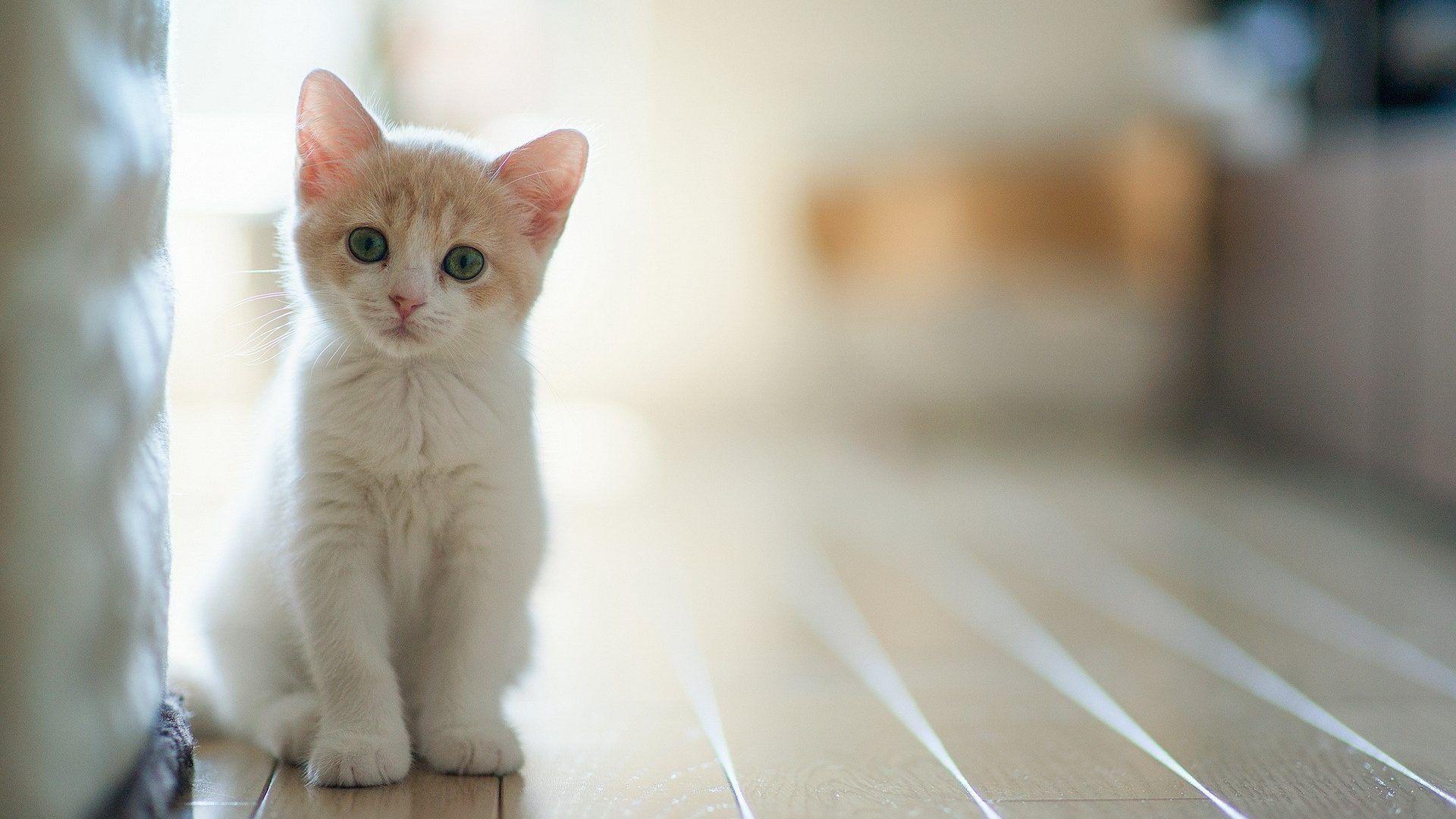 Cute White Cat Wallpapers For Desktop Wallpapers