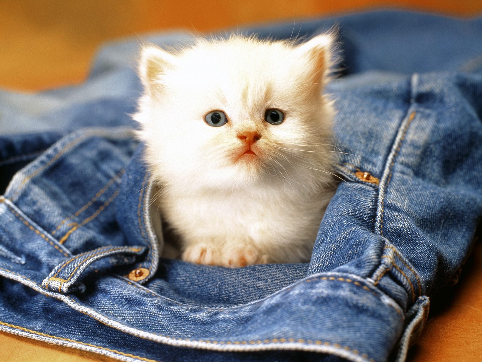 Cute White Cat Wallpapers For Desktop Wallpapers