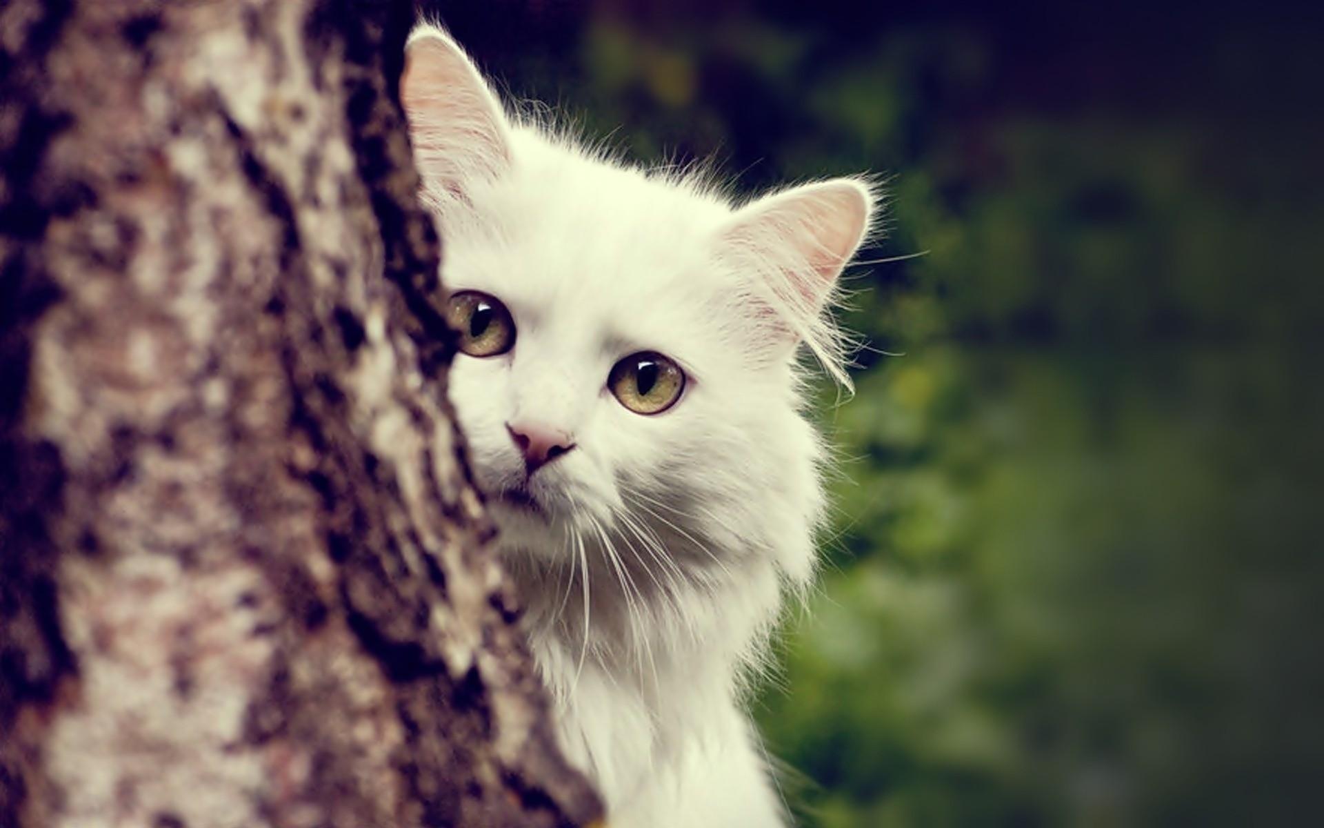 Cute White Cat Wallpapers For Desktop Wallpapers