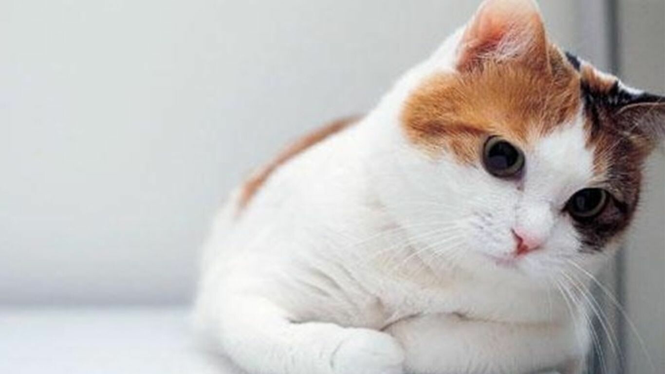 Cute White Cat Wallpapers For Desktop Wallpapers