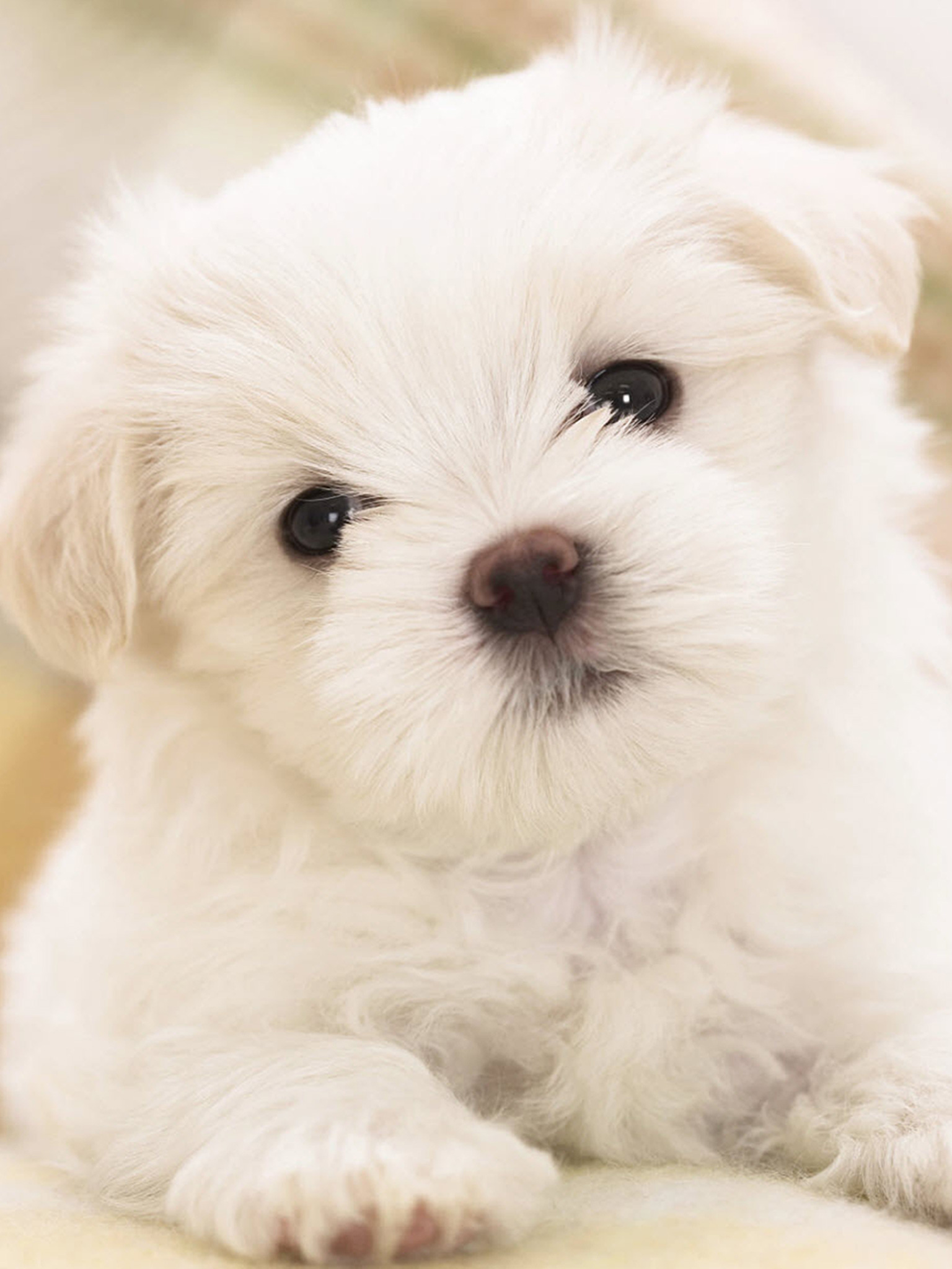 Cute White Dog Wallpapers