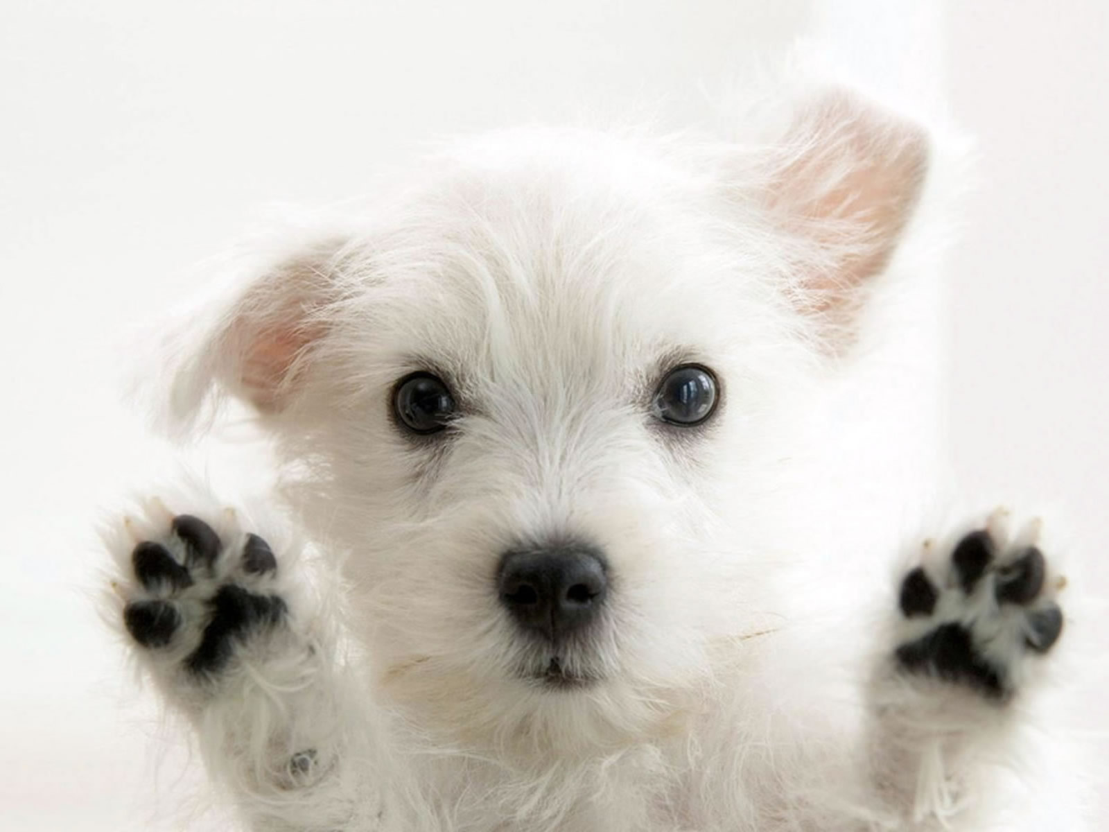 Cute White Dog Wallpapers