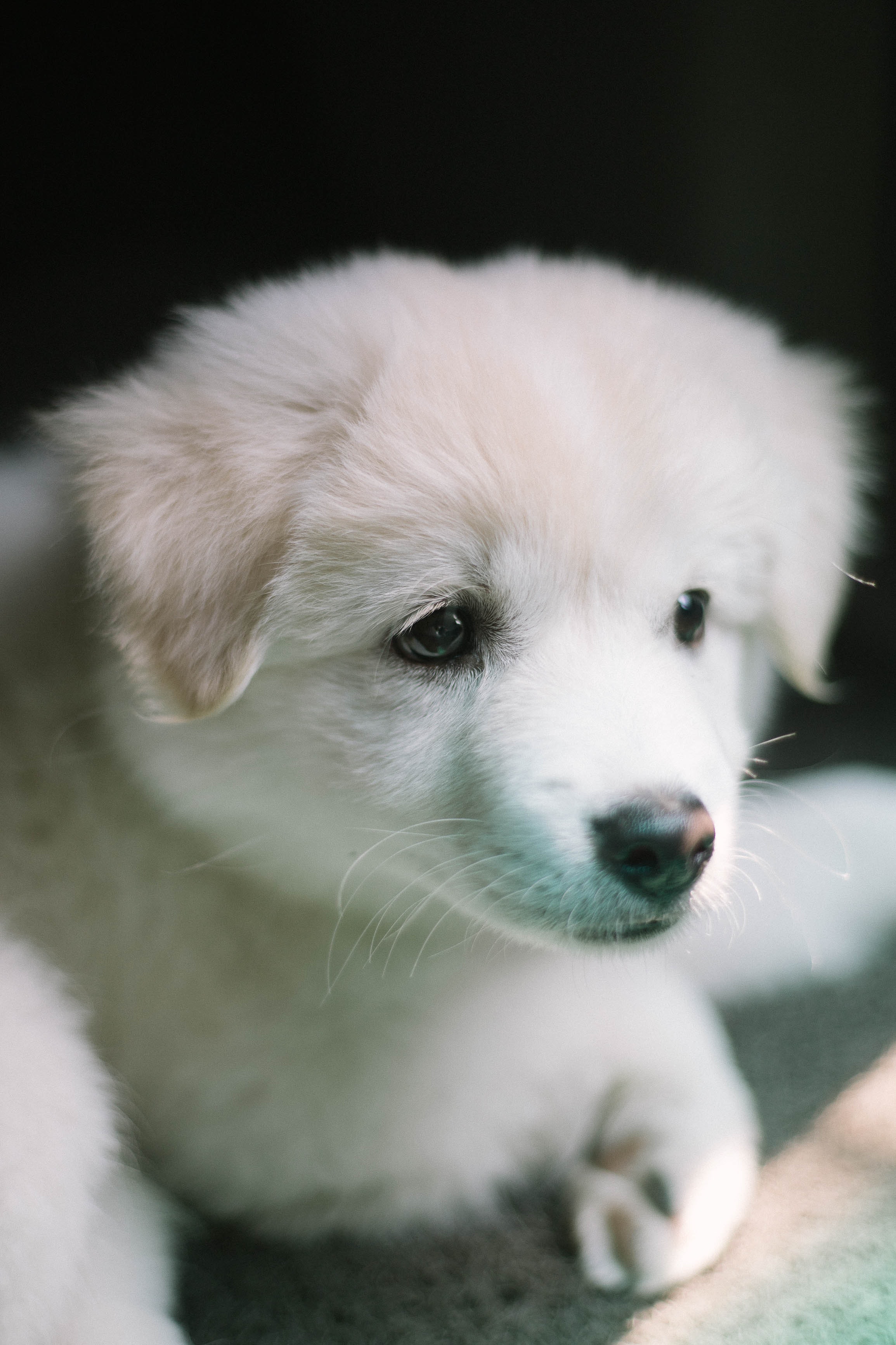 Cute White Dog Wallpapers