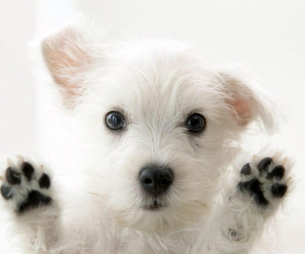 Cute White Dog Wallpapers