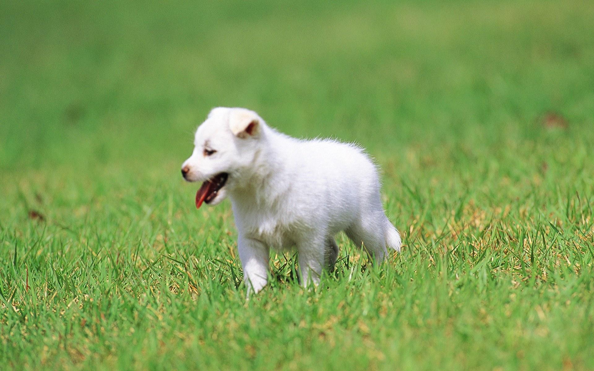 Cute White Dog Wallpapers