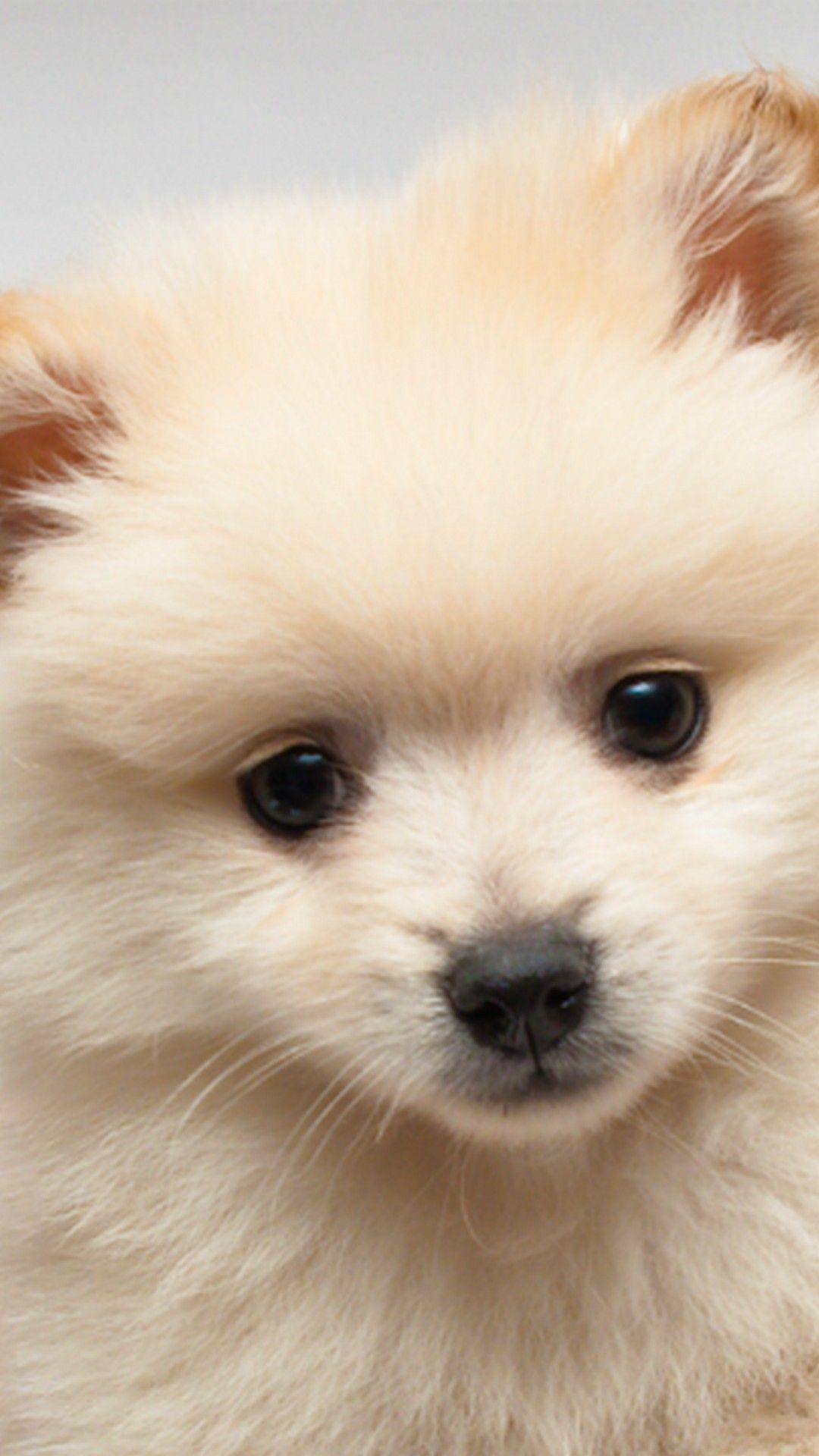 Cute White Dog Wallpapers