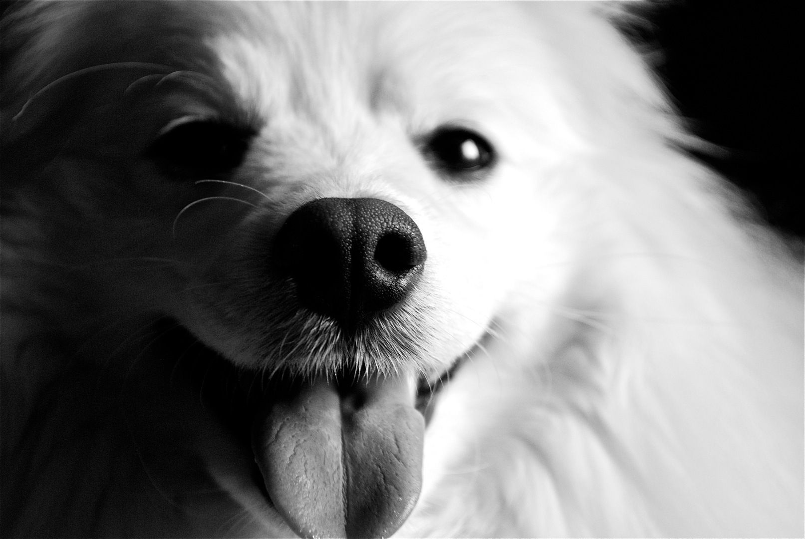 Cute White Dog Wallpapers