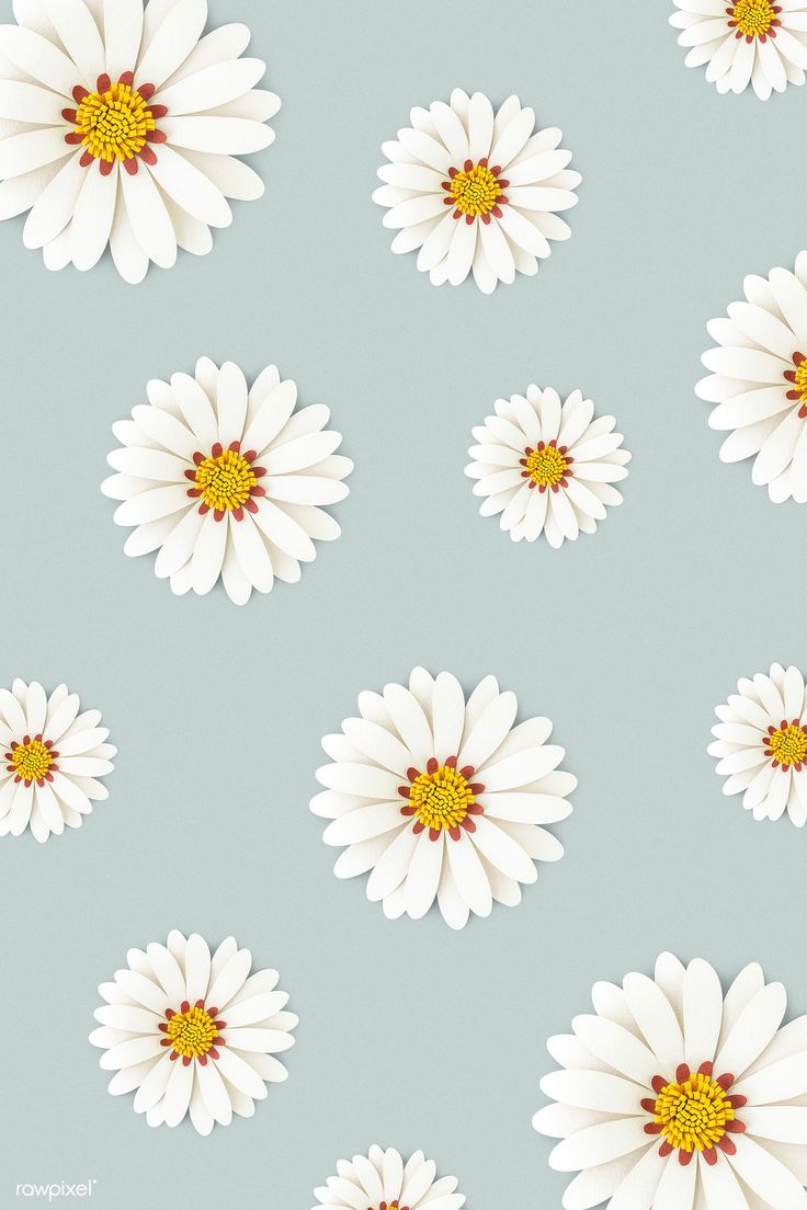 Cute White Flower Wallpapers