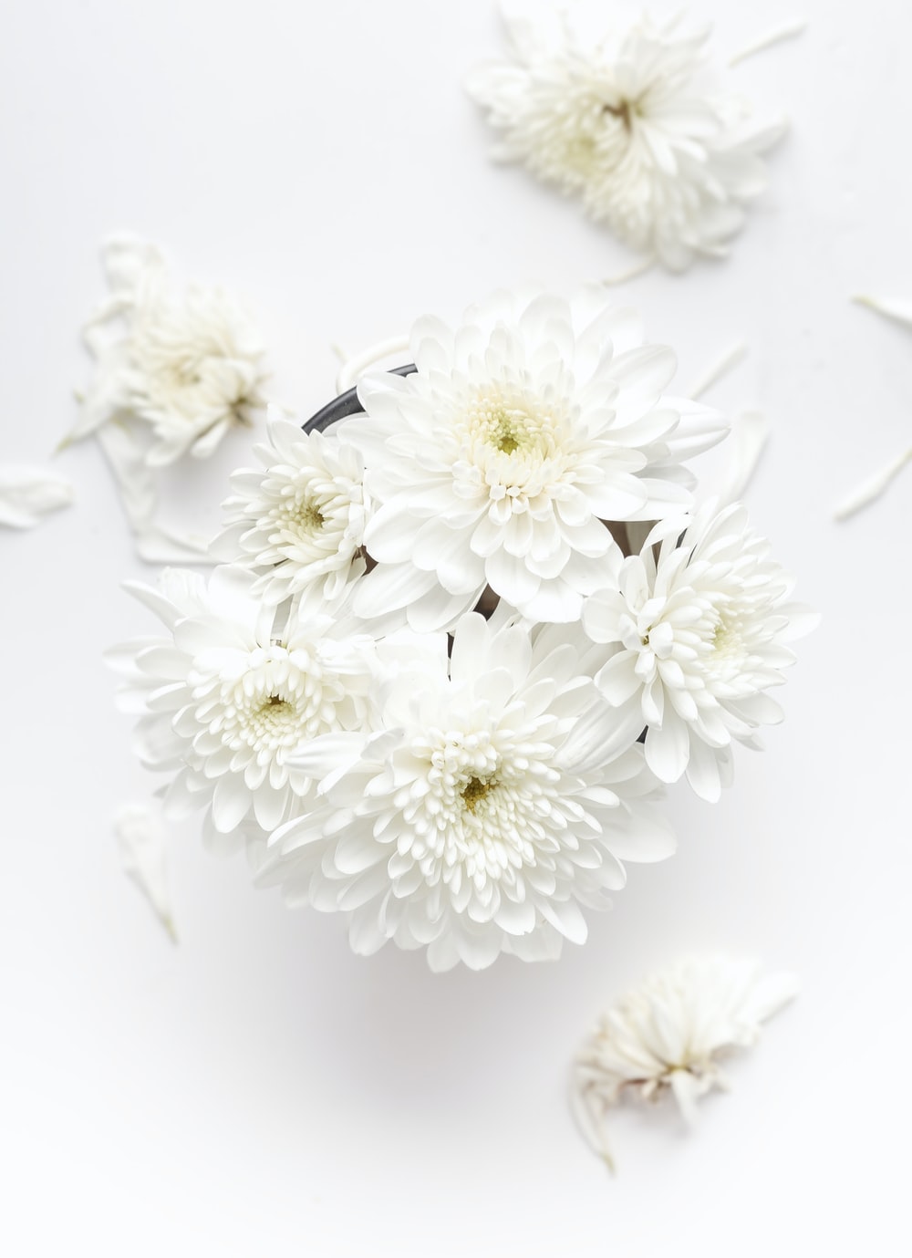 Cute White Flower Wallpapers