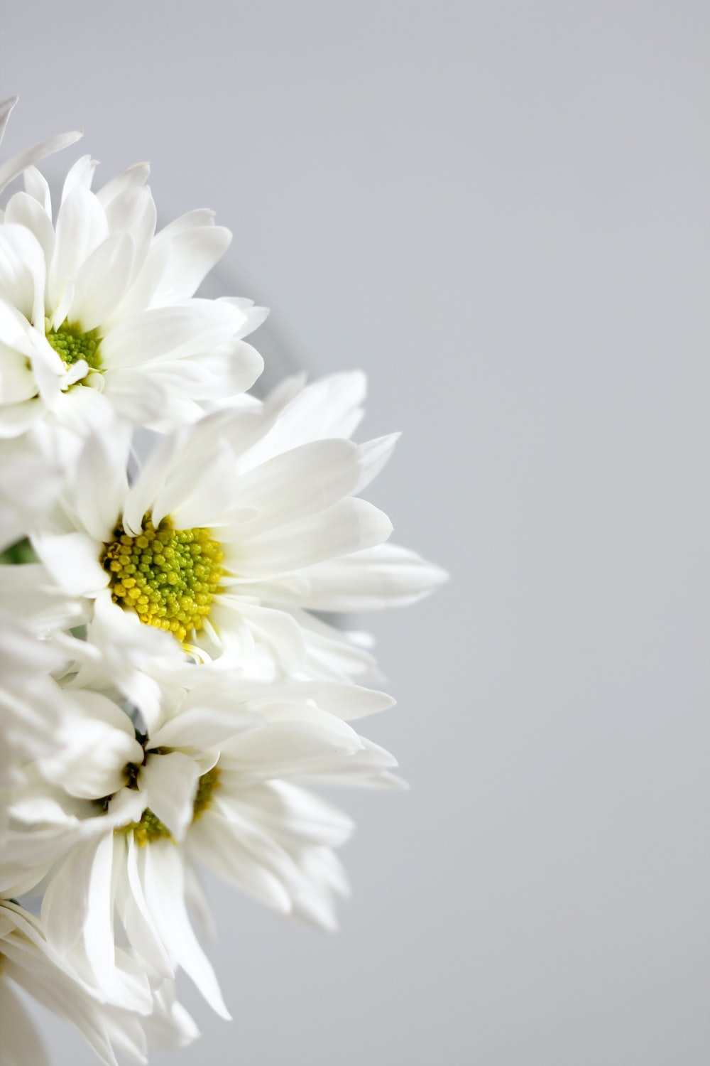 Cute White Flower Wallpapers