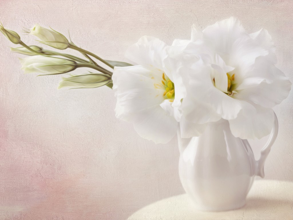 Cute White Flower Wallpapers