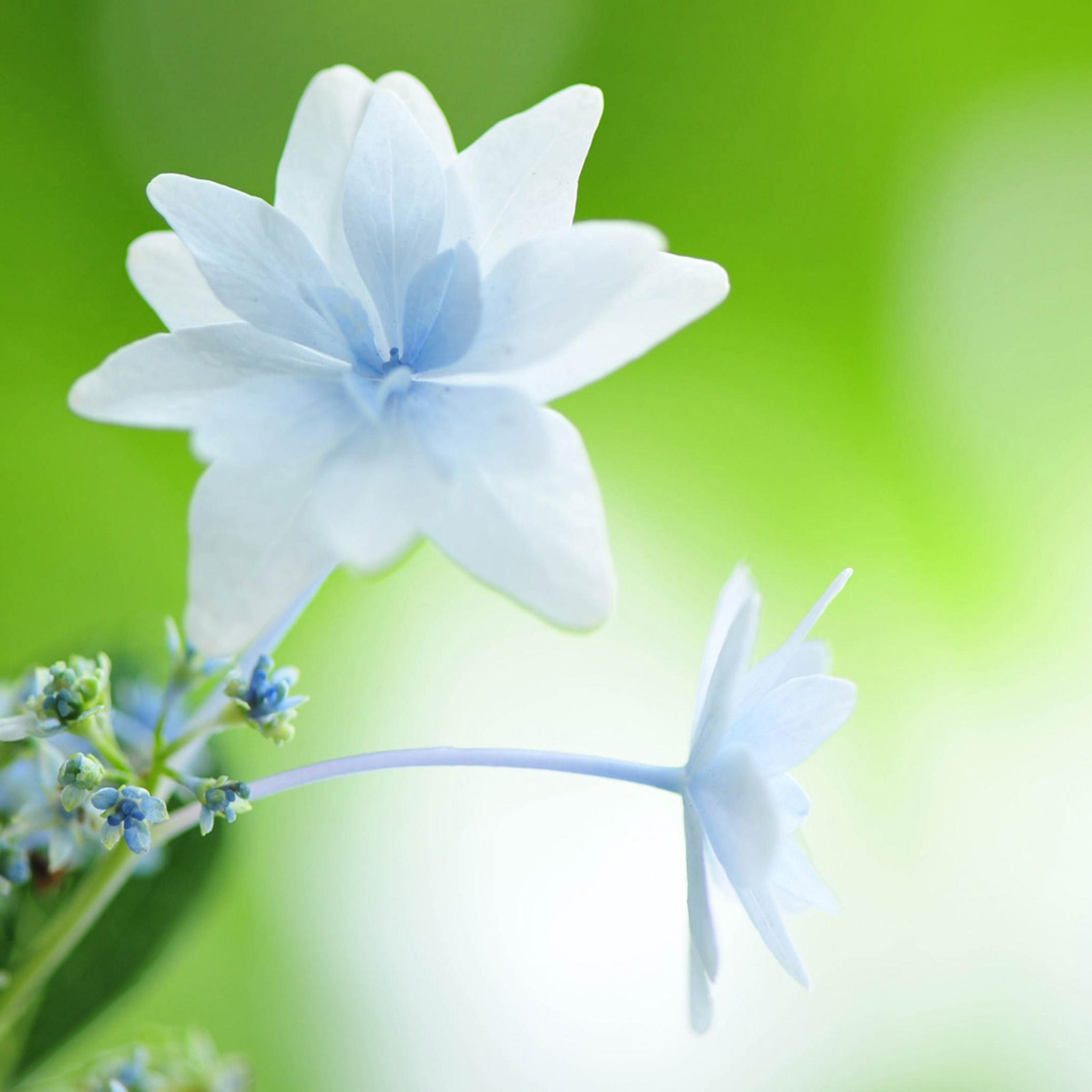 Cute White Flower Wallpapers