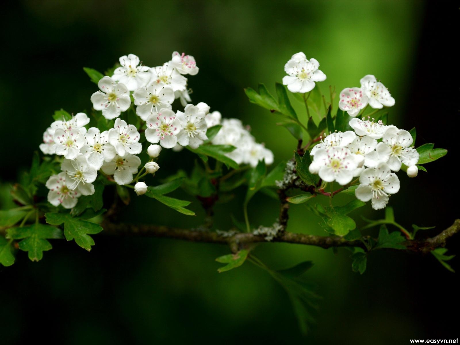 Cute White Flower Wallpapers