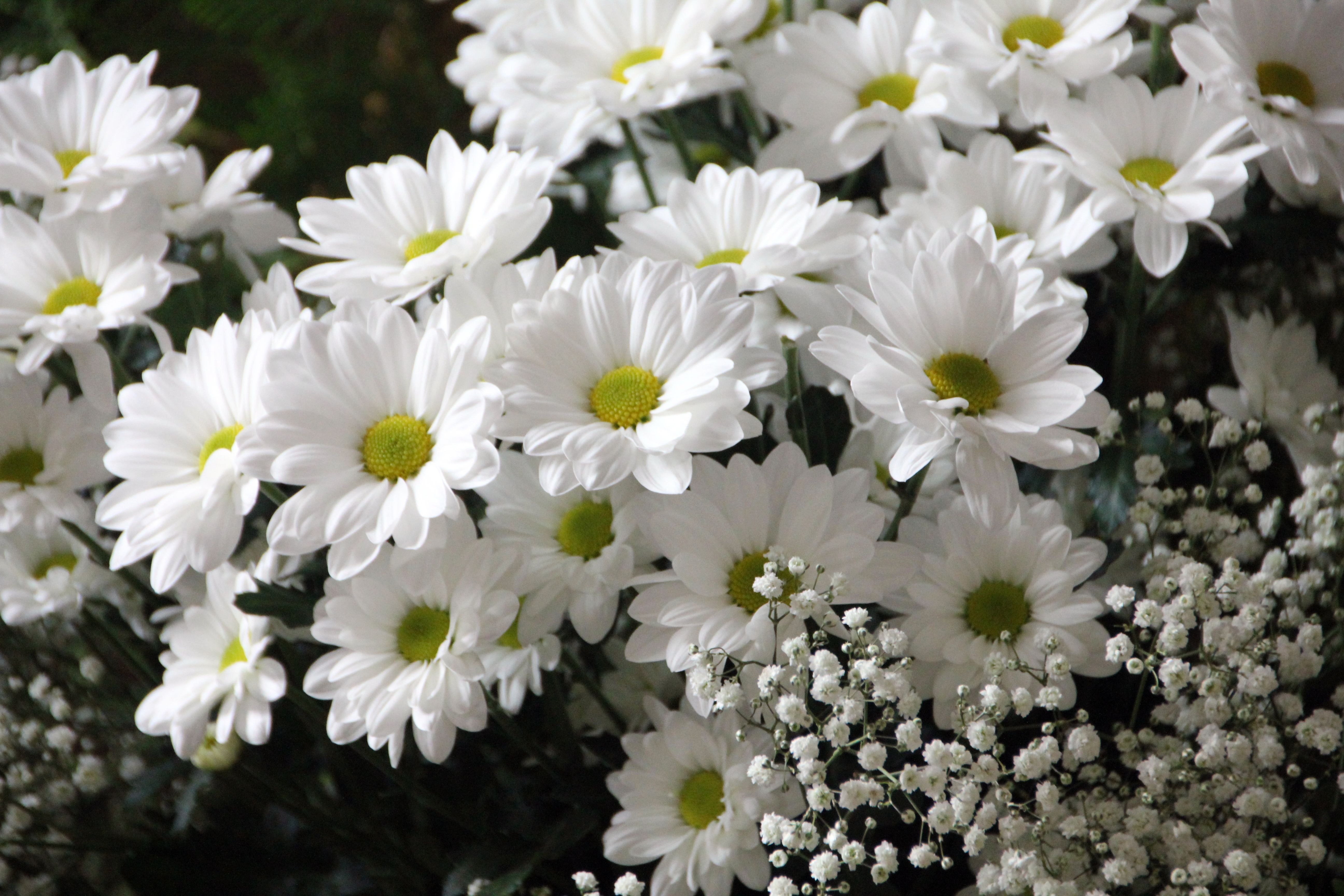 Cute White Flower Wallpapers