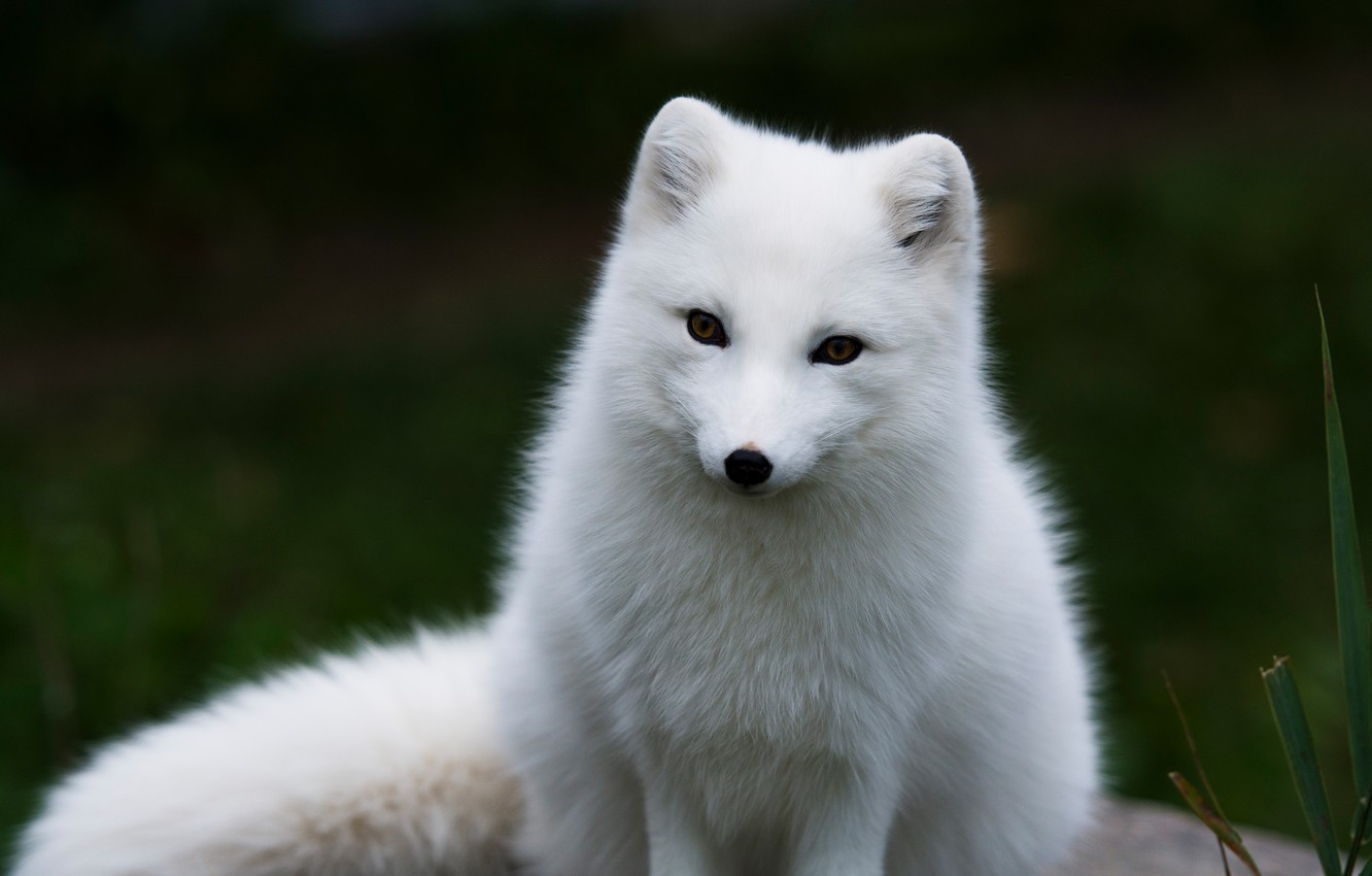 Cute White Fox Wallpapers