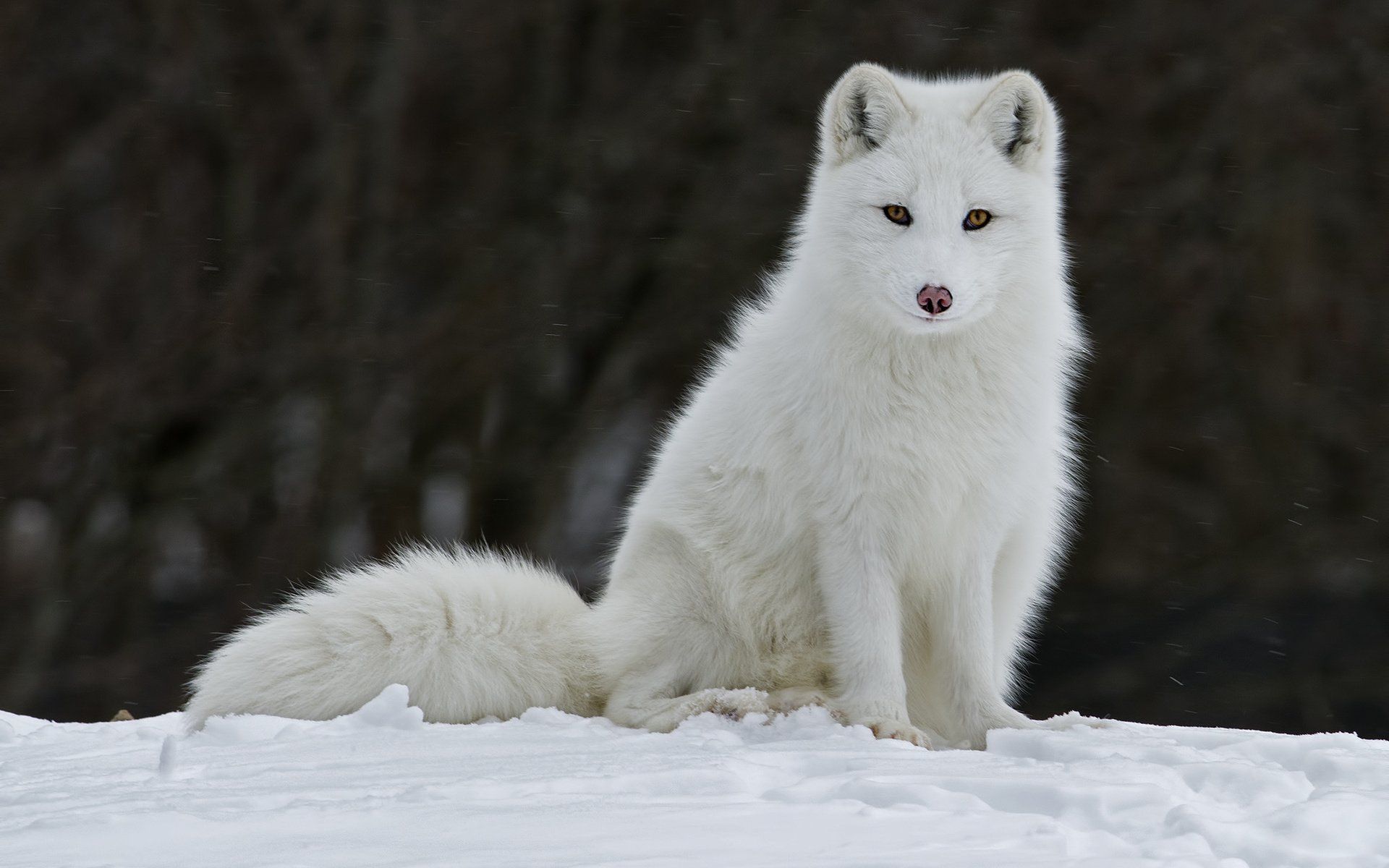 Cute White Fox Wallpapers