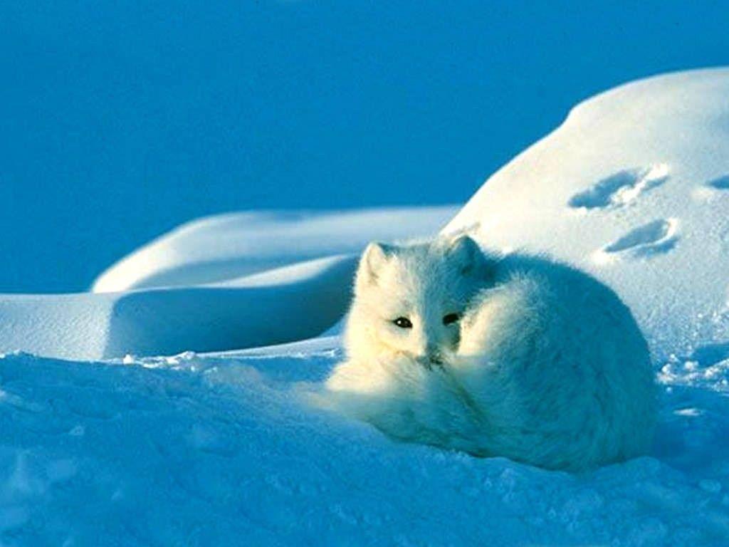 Cute White Fox Wallpapers