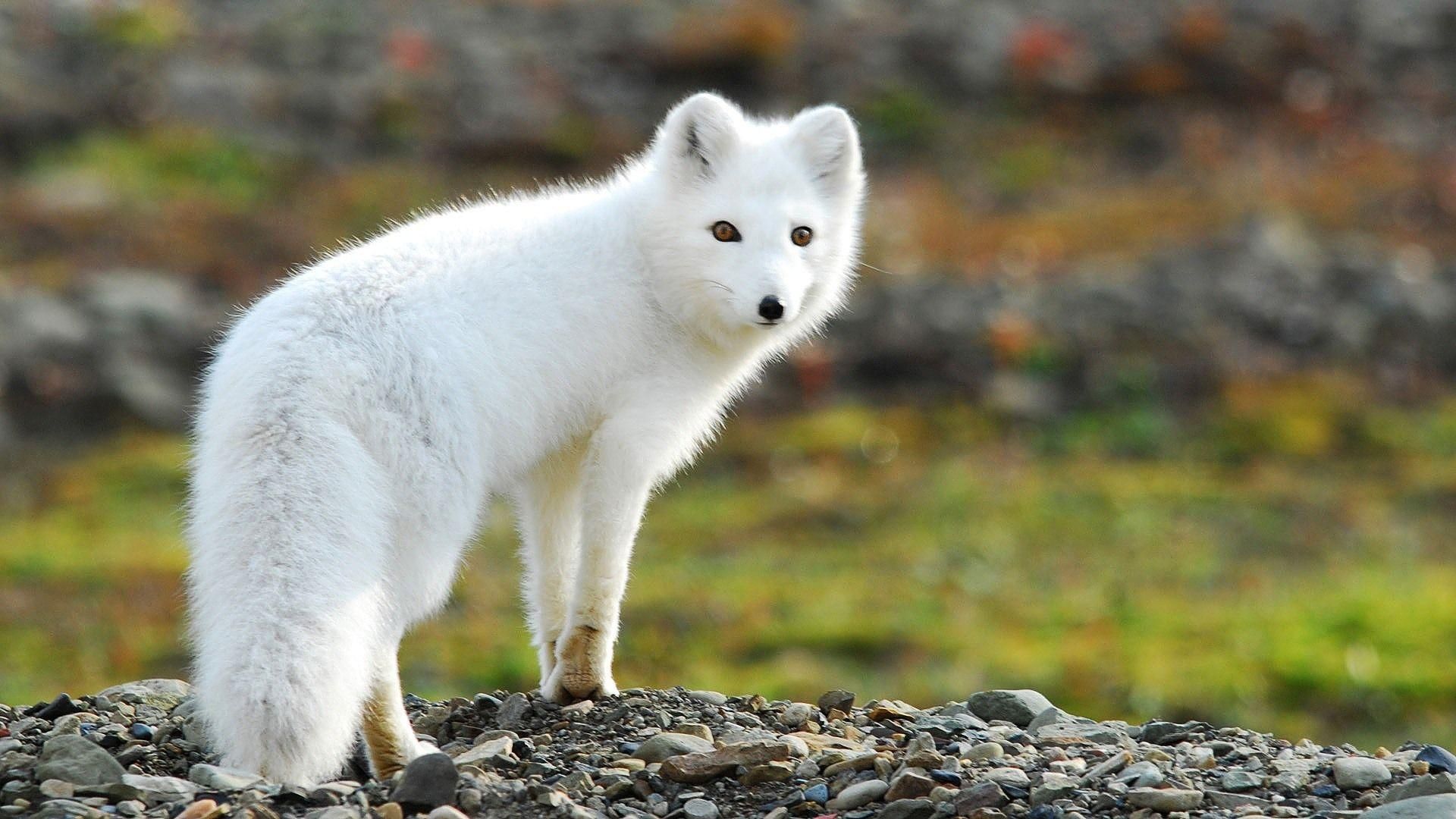 Cute White Fox Wallpapers