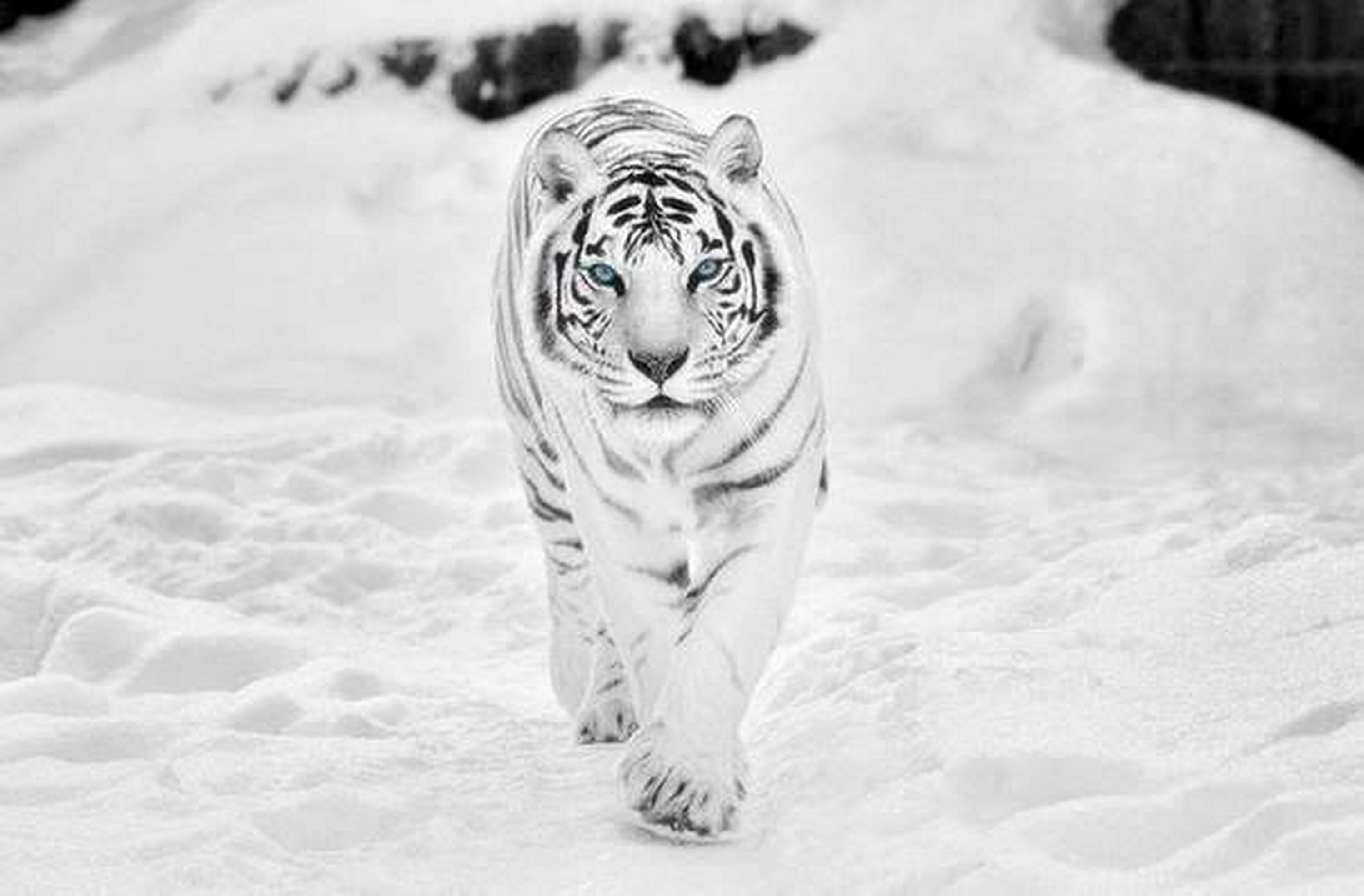 Cute White Tiger Wallpapers