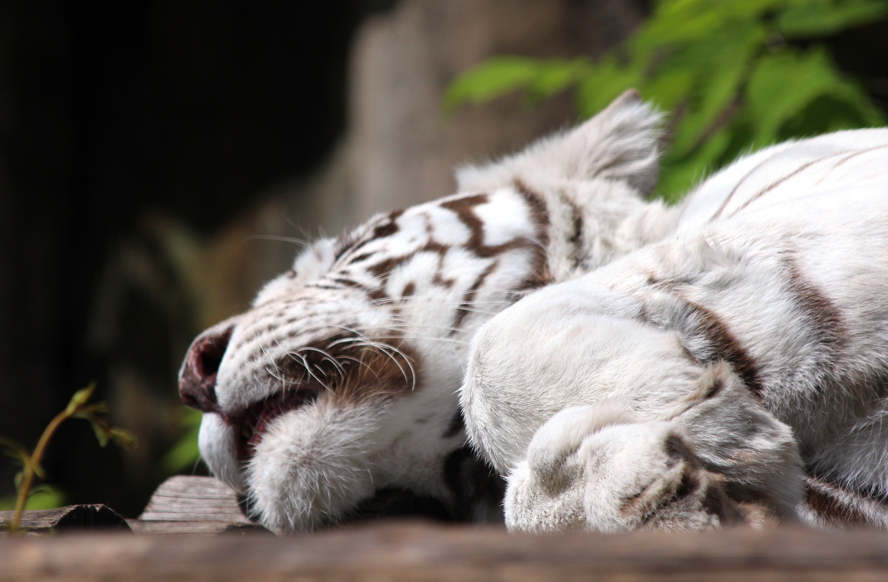 Cute White Tiger Wallpapers