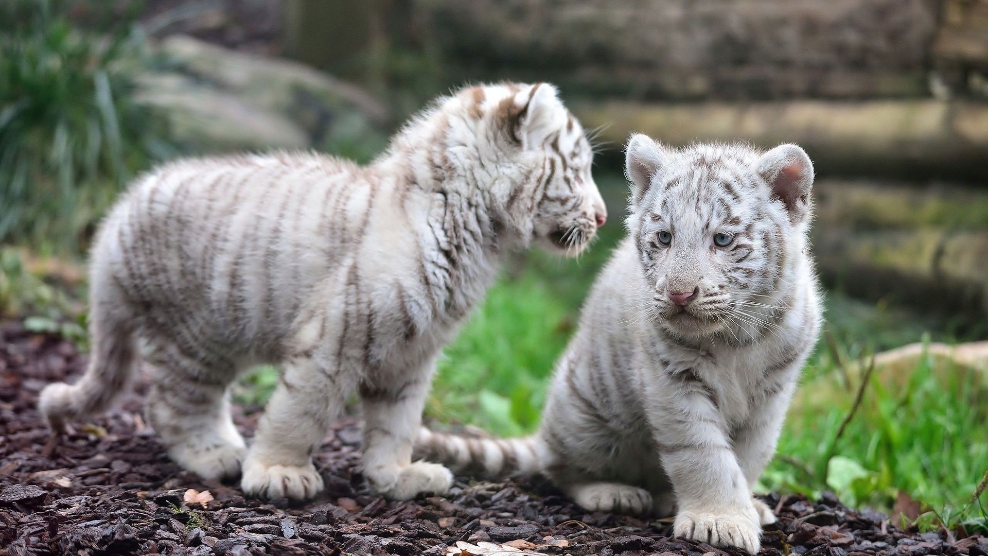 Cute White Tiger Wallpapers