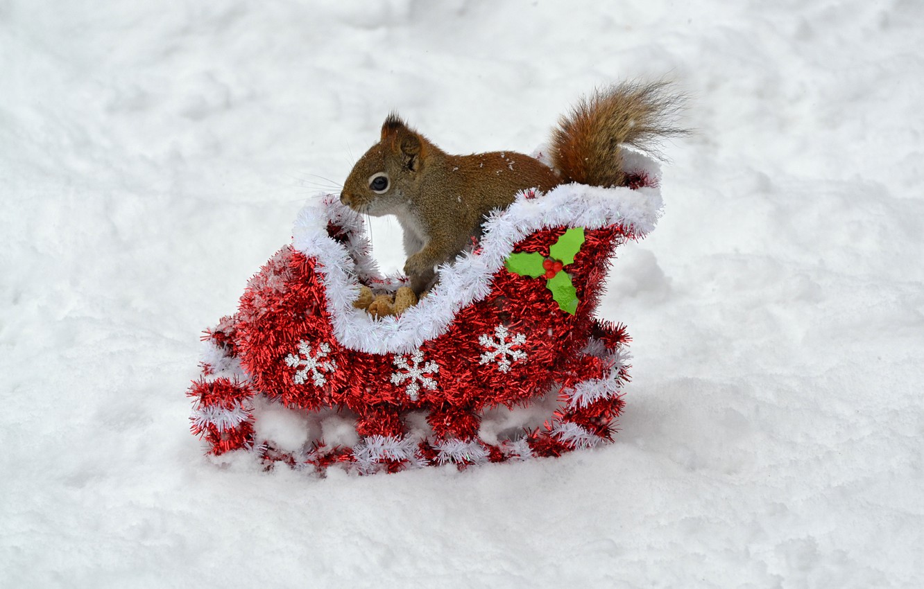 Cute Winter Animal Wallpapers