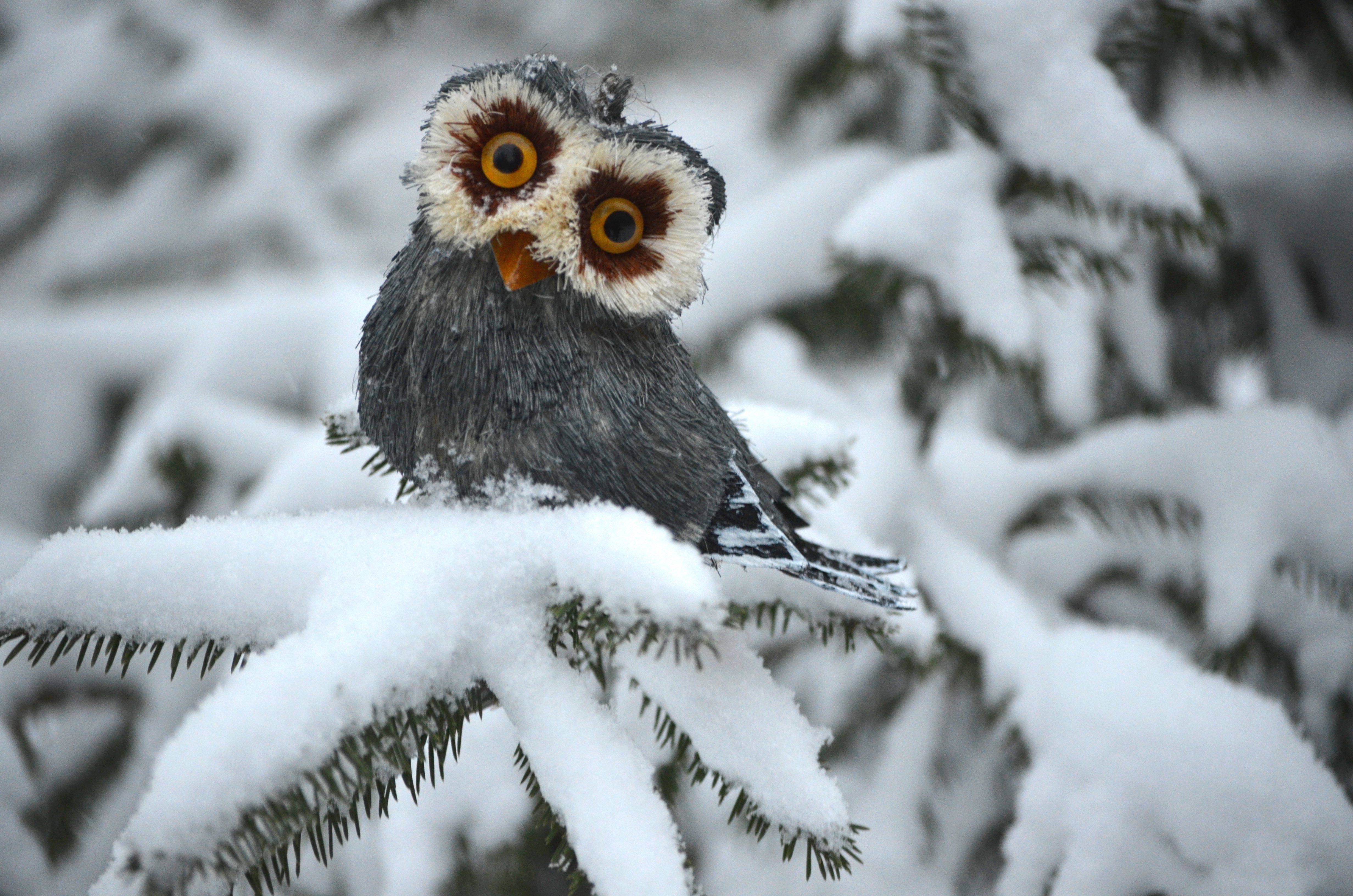 Cute Winter Animal Wallpapers