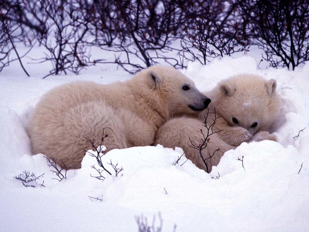 Cute Winter Animal Wallpapers