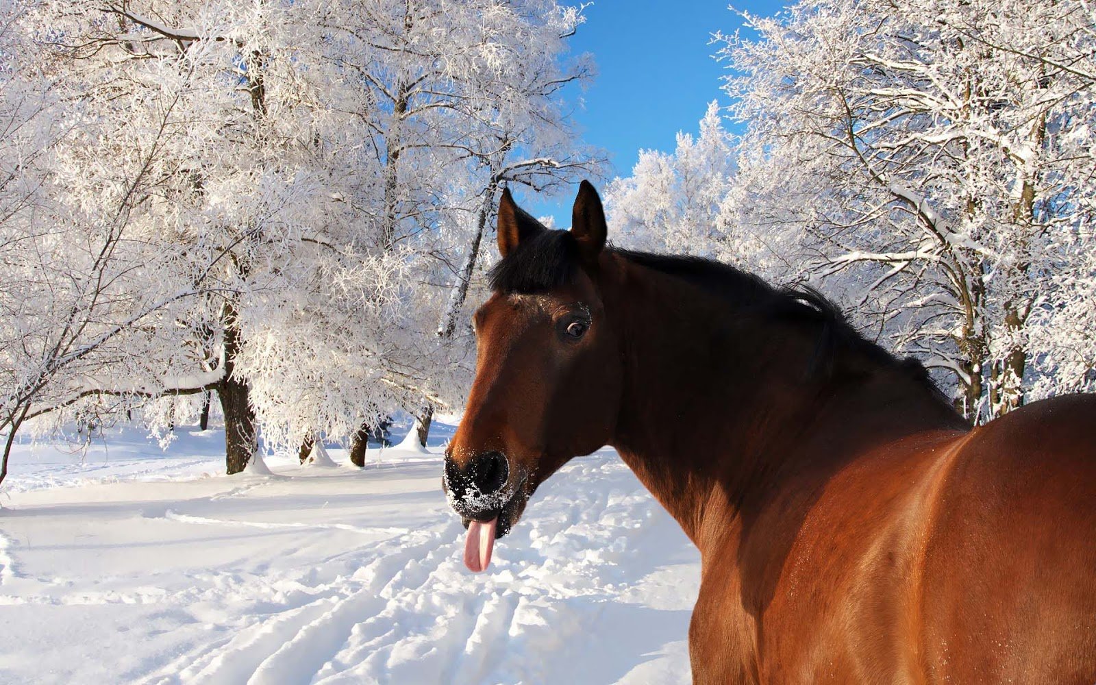 Cute Winter Animal Wallpapers