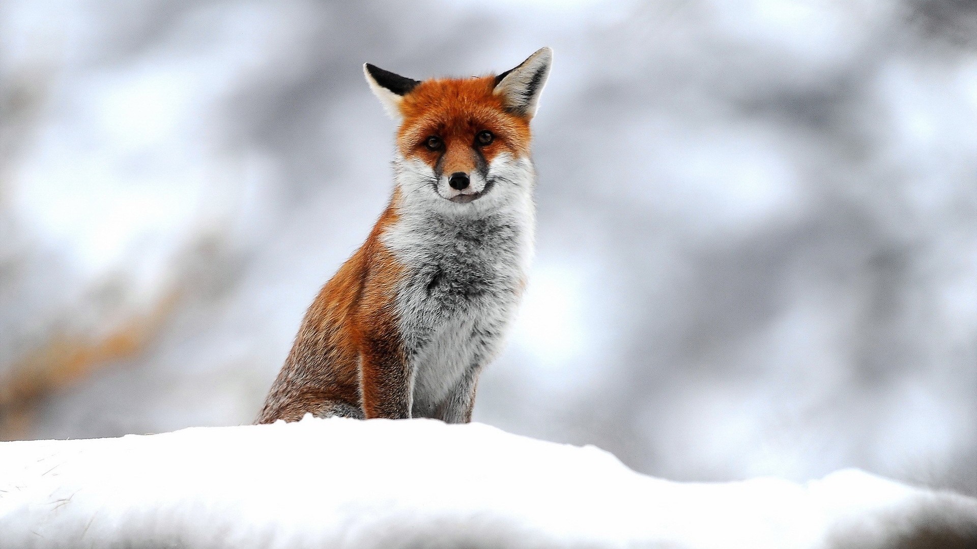 Cute Winter Animal Wallpapers