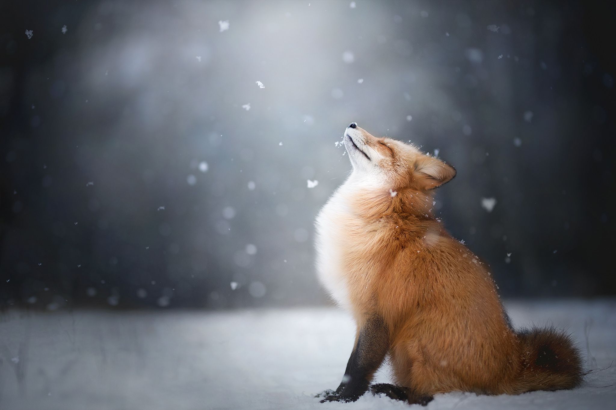 Cute Winter Fox Wallpapers