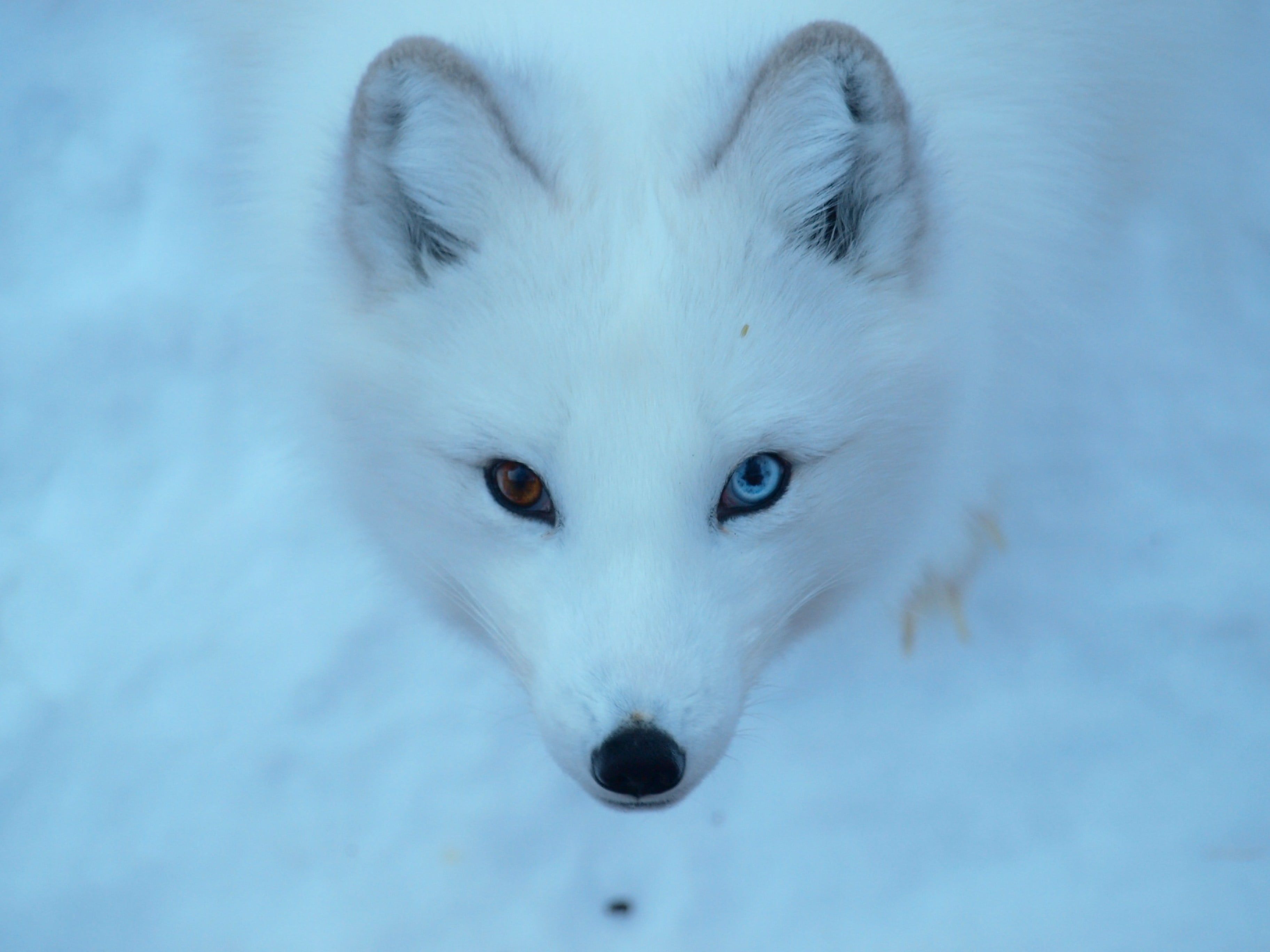 Cute Winter Fox Wallpapers