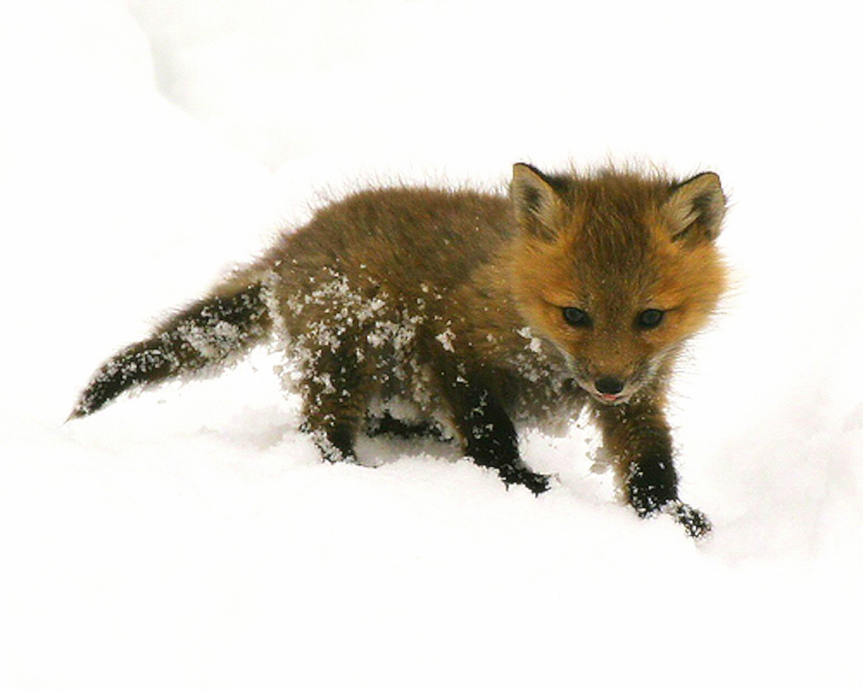 Cute Winter Fox Wallpapers