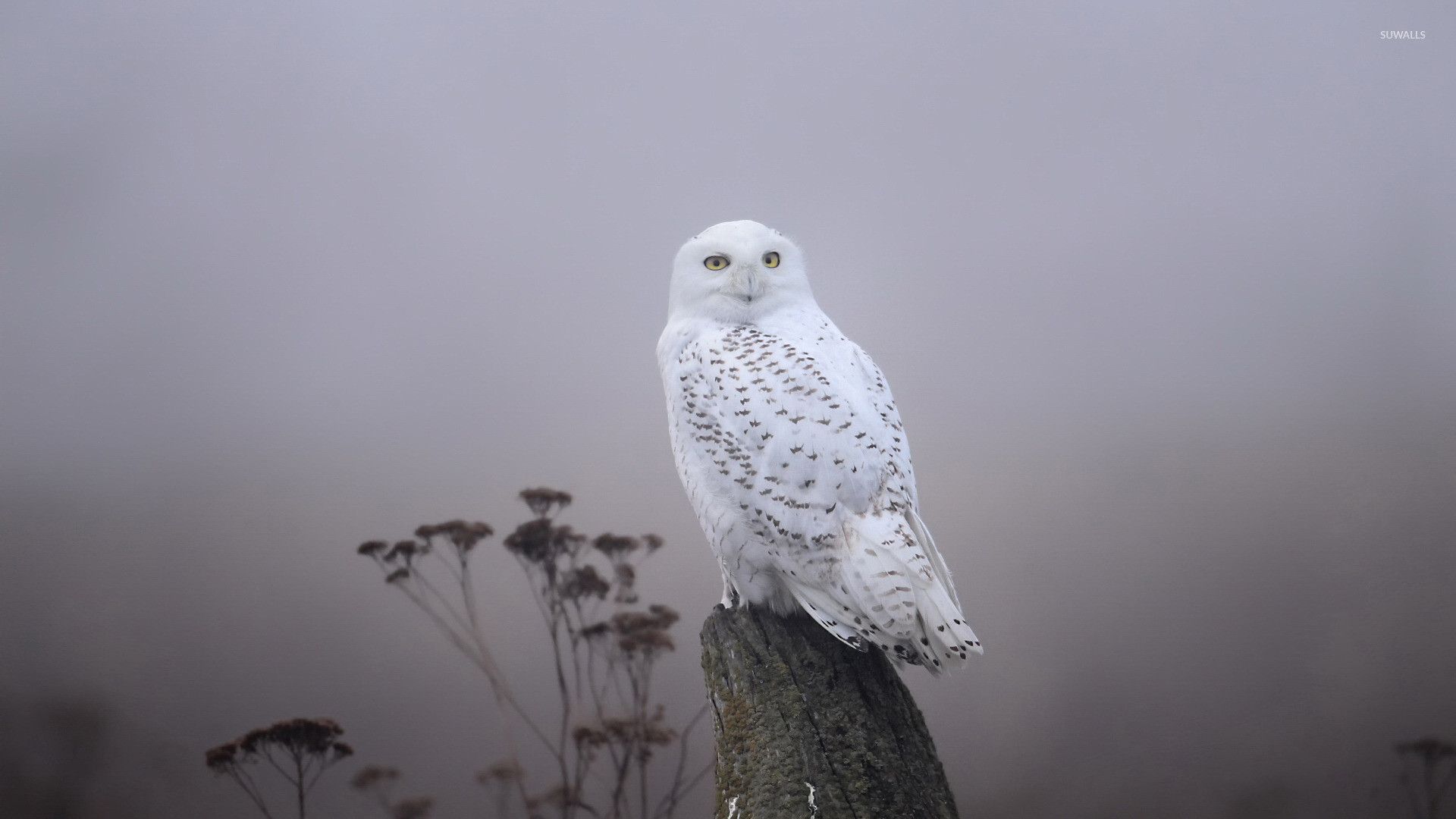 Cute Winter Owl Wallpapers