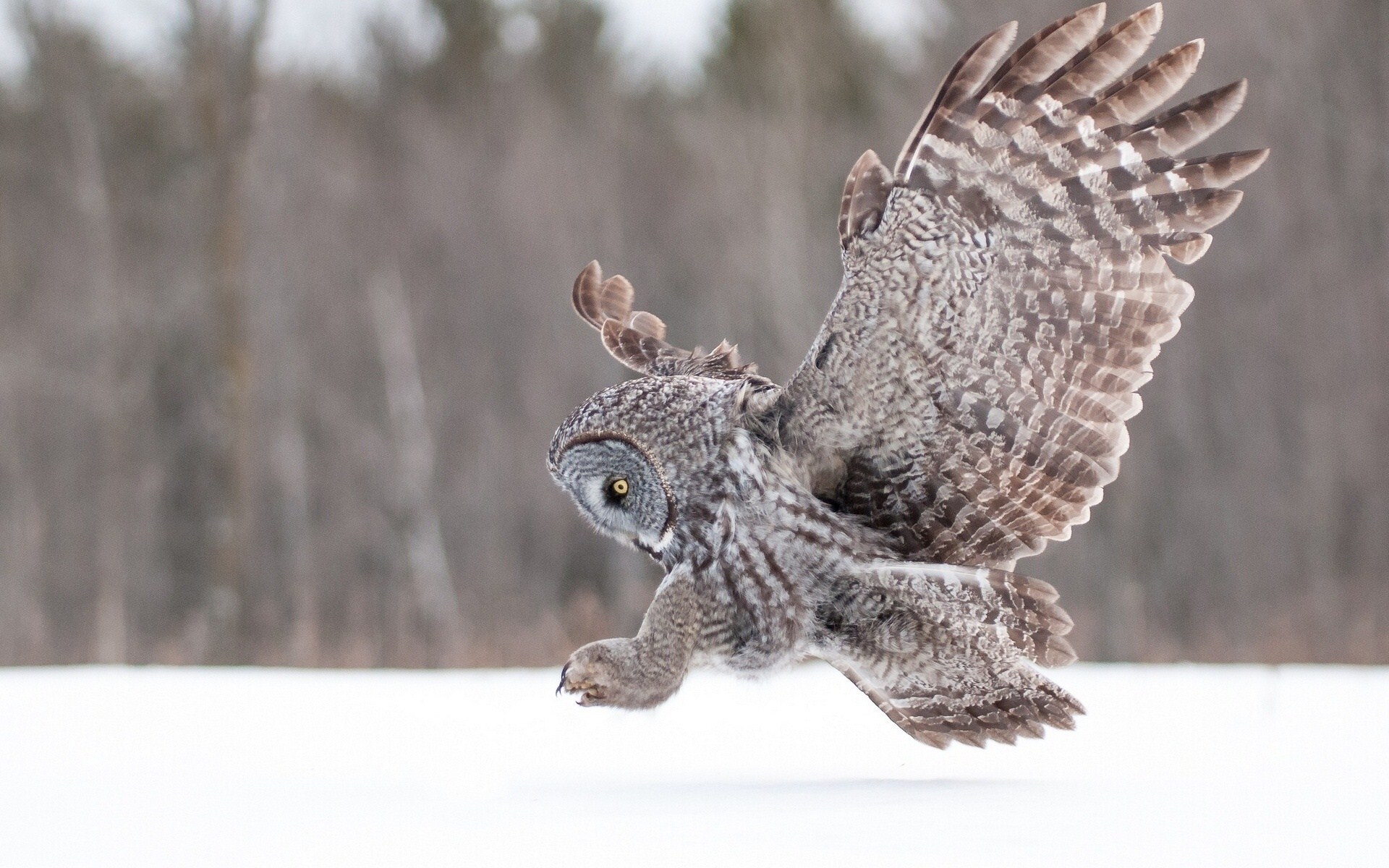 Cute Winter Owl Wallpapers