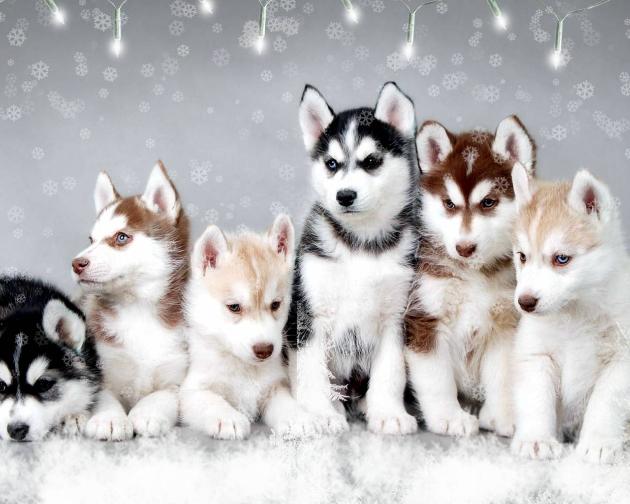 Cute Winter Puppy Wallpapers Wallpapers