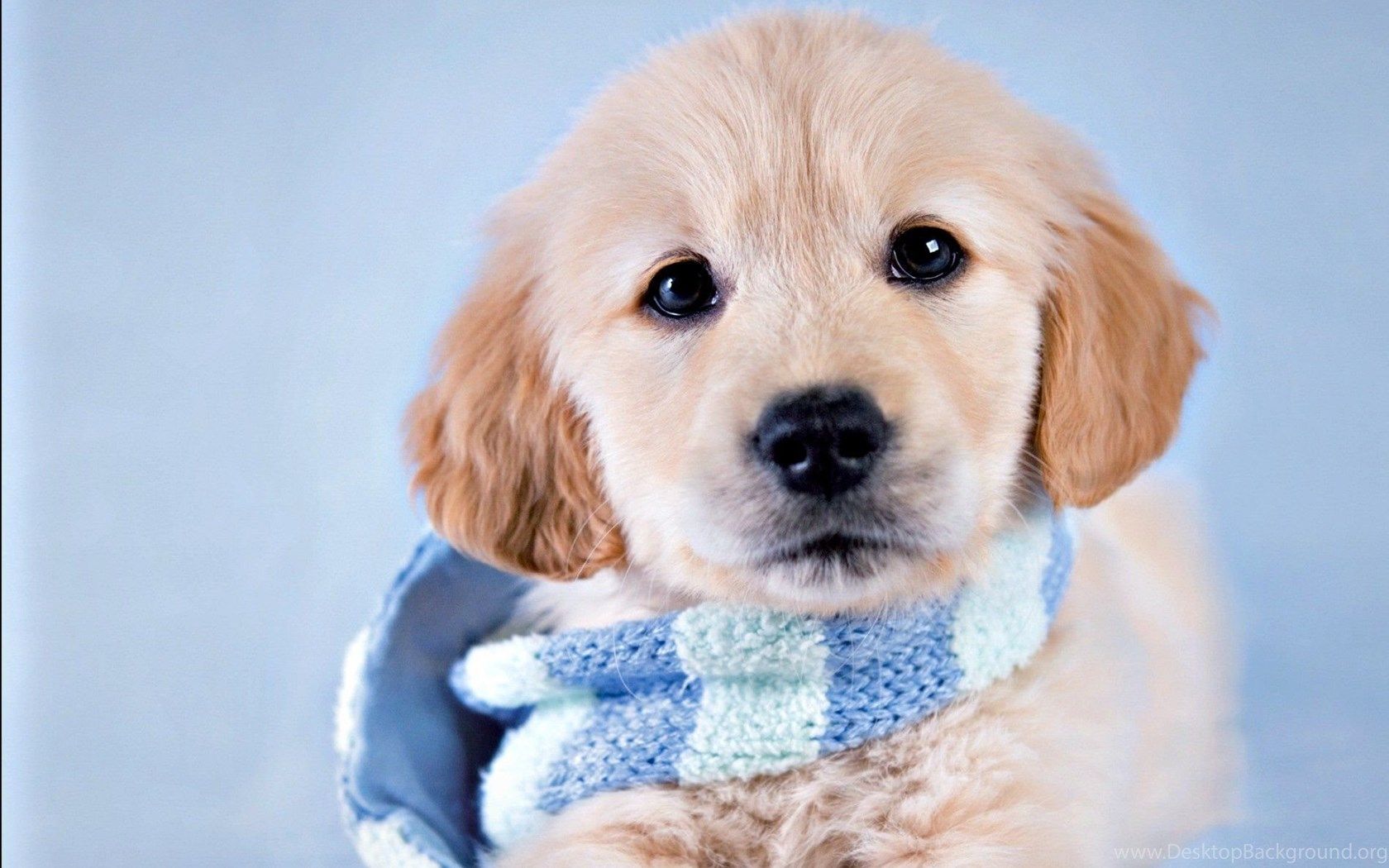 Cute Winter Puppy Wallpapers Wallpapers