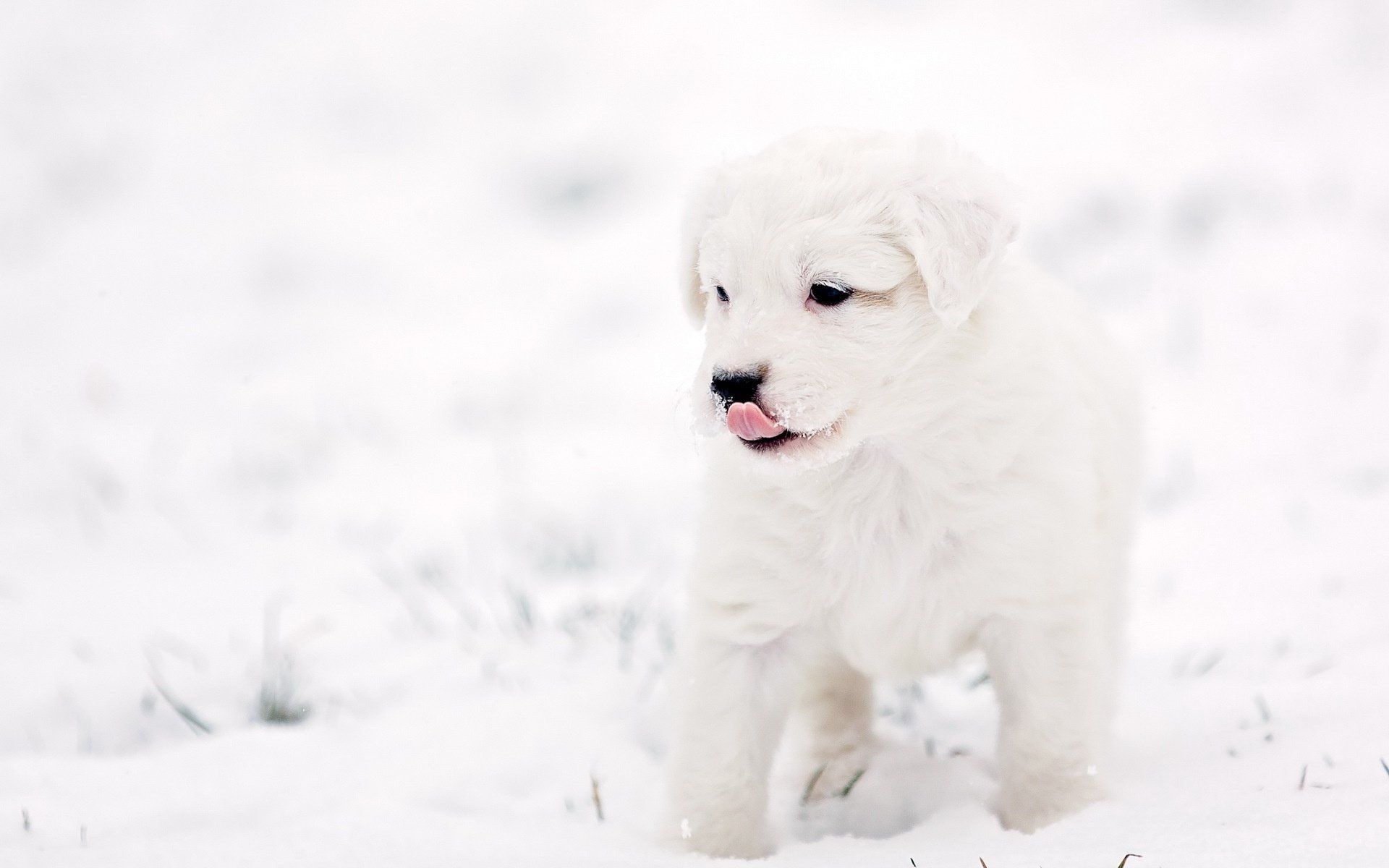 Cute Winter Puppy Wallpapers Wallpapers