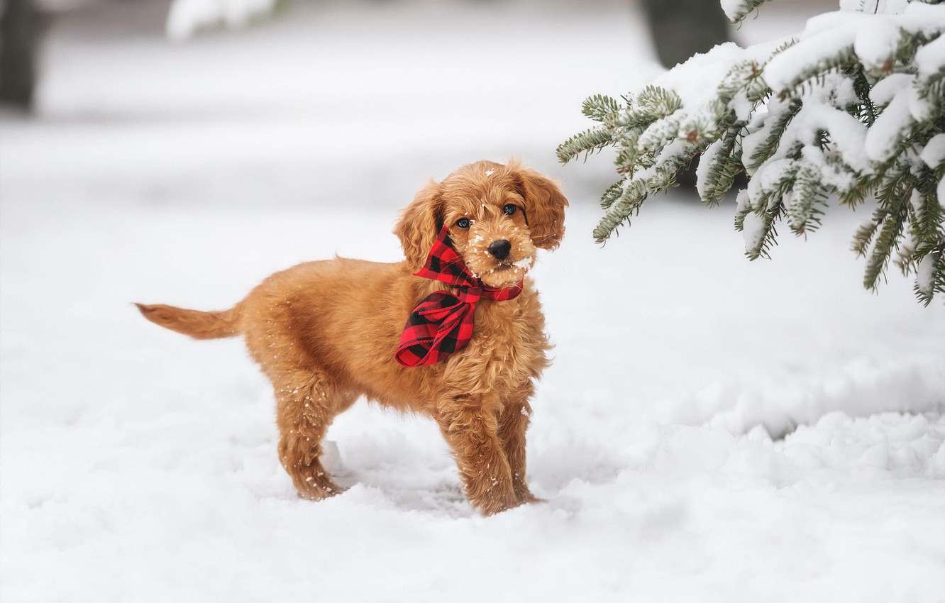 Cute Winter Puppy Wallpapers Wallpapers