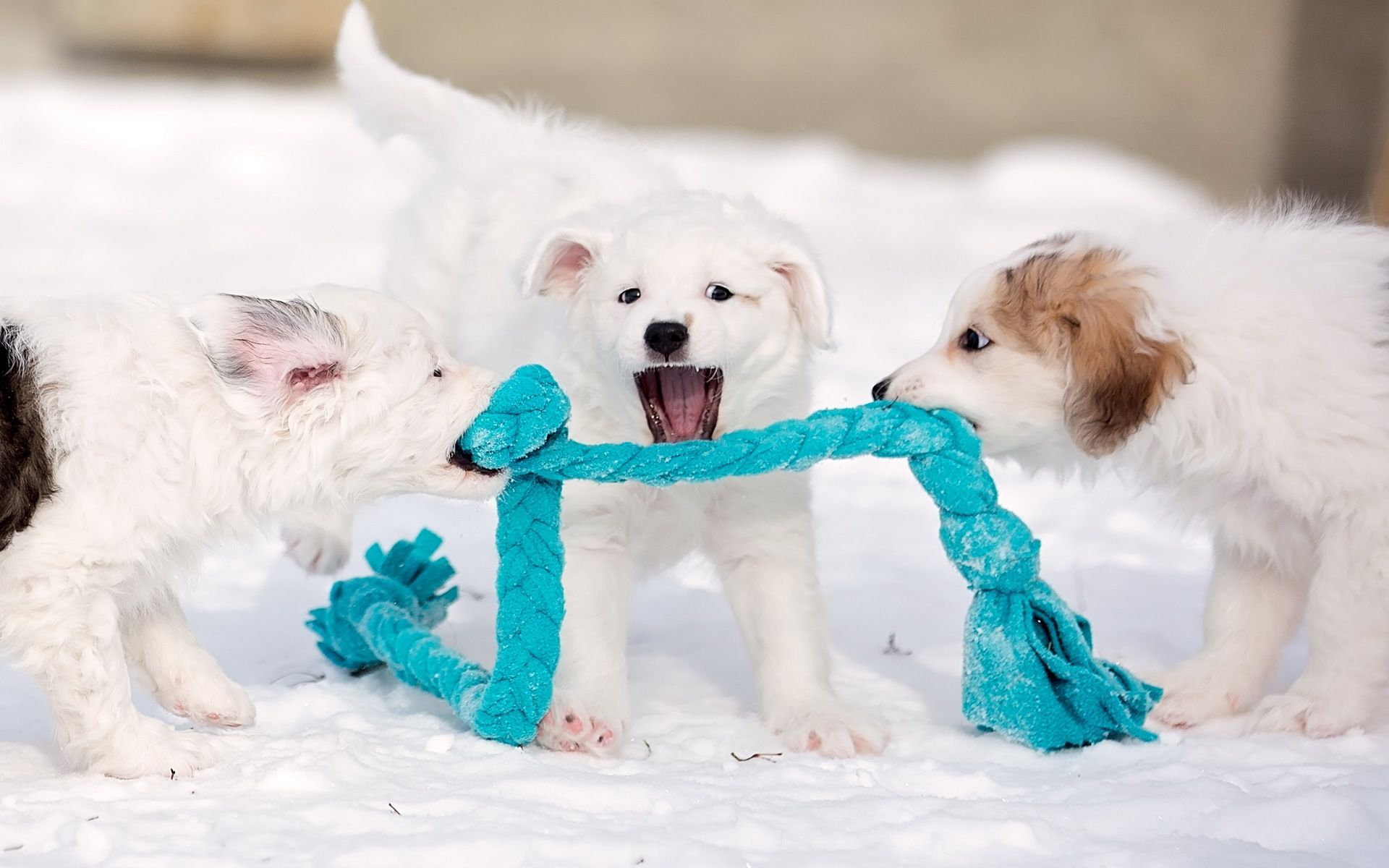 Cute Winter Puppy Wallpapers Wallpapers