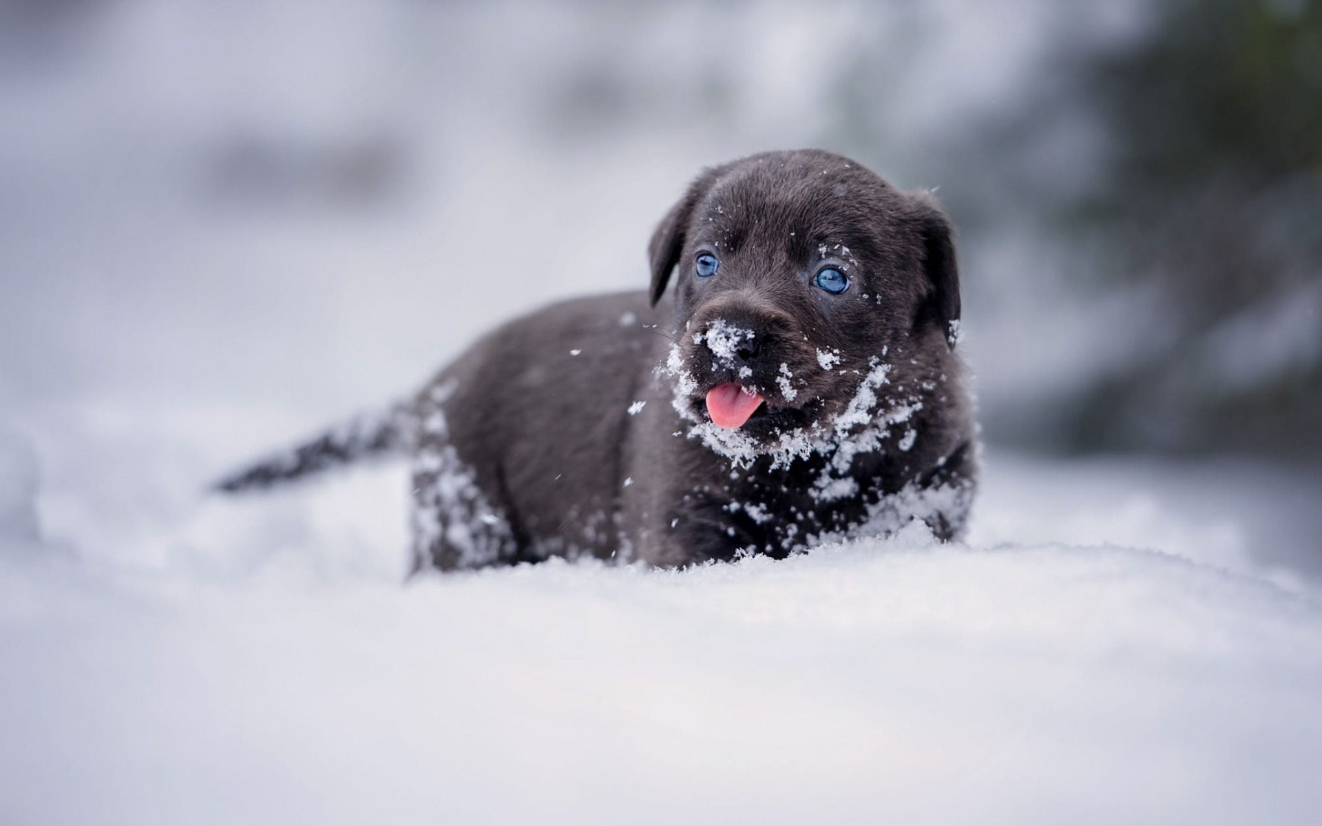 Cute Winter Puppy Wallpapers Wallpapers