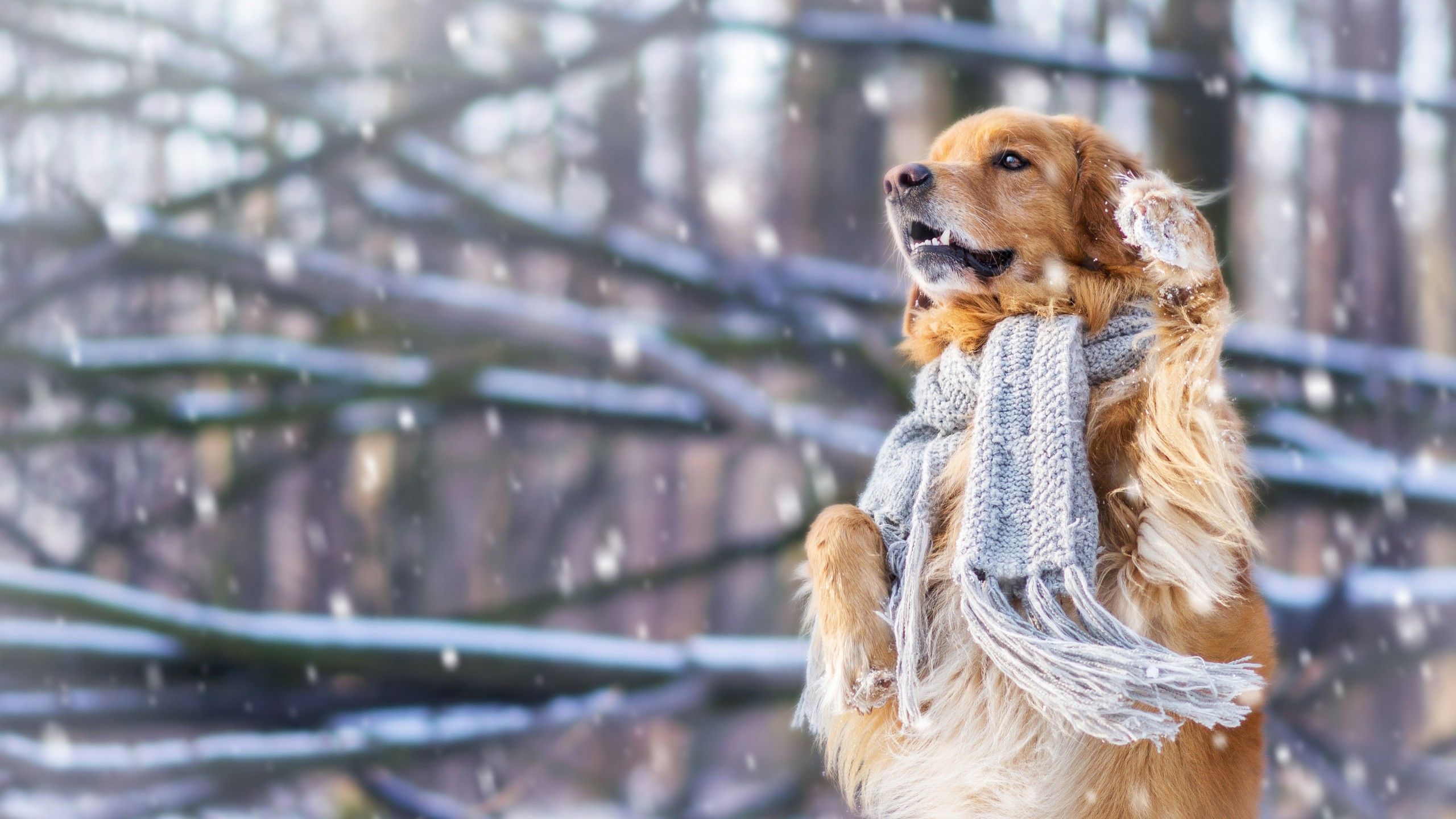 Cute Winter Puppy Wallpapers Wallpapers