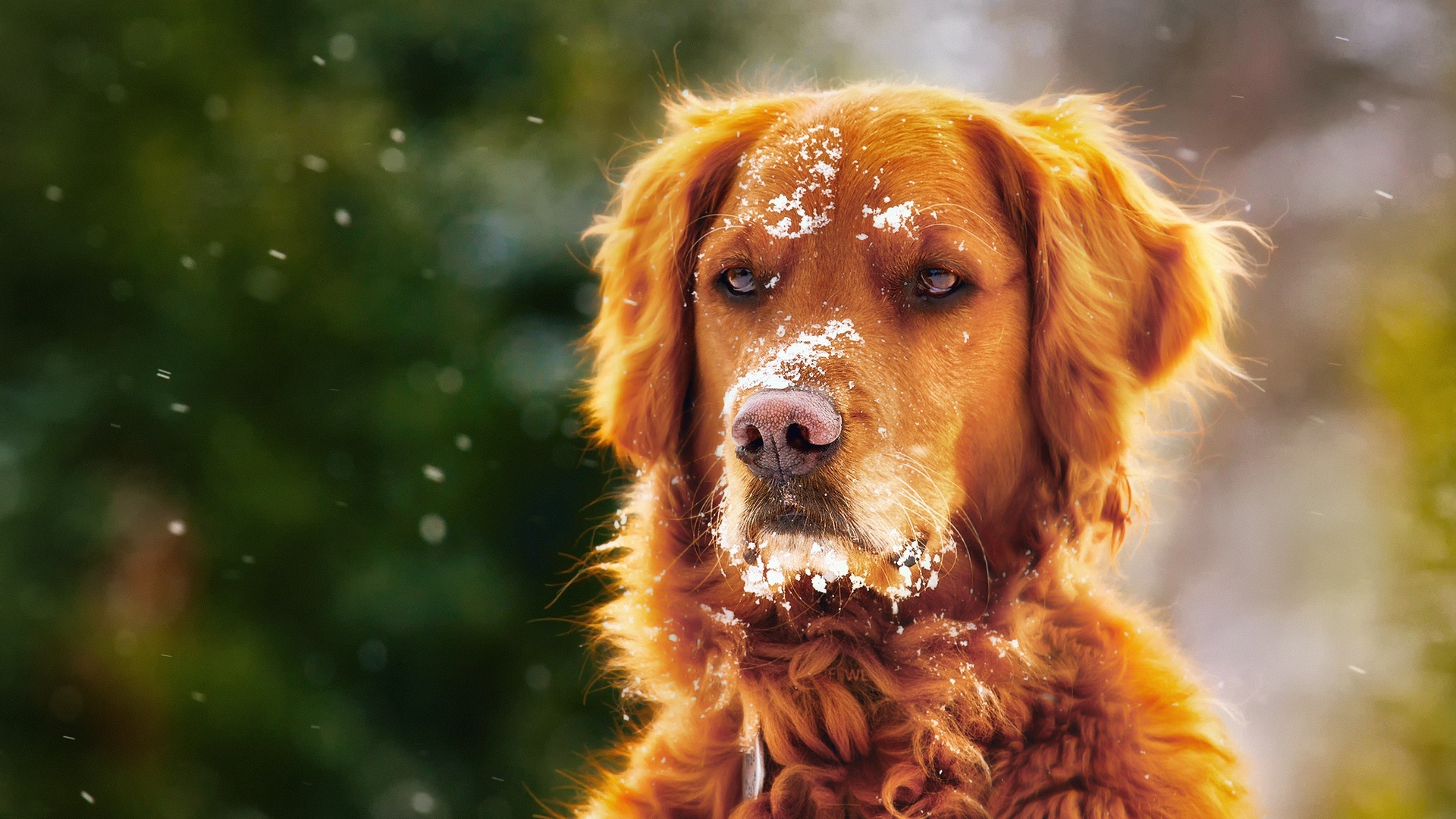 Cute Winter Puppy Wallpapers Wallpapers