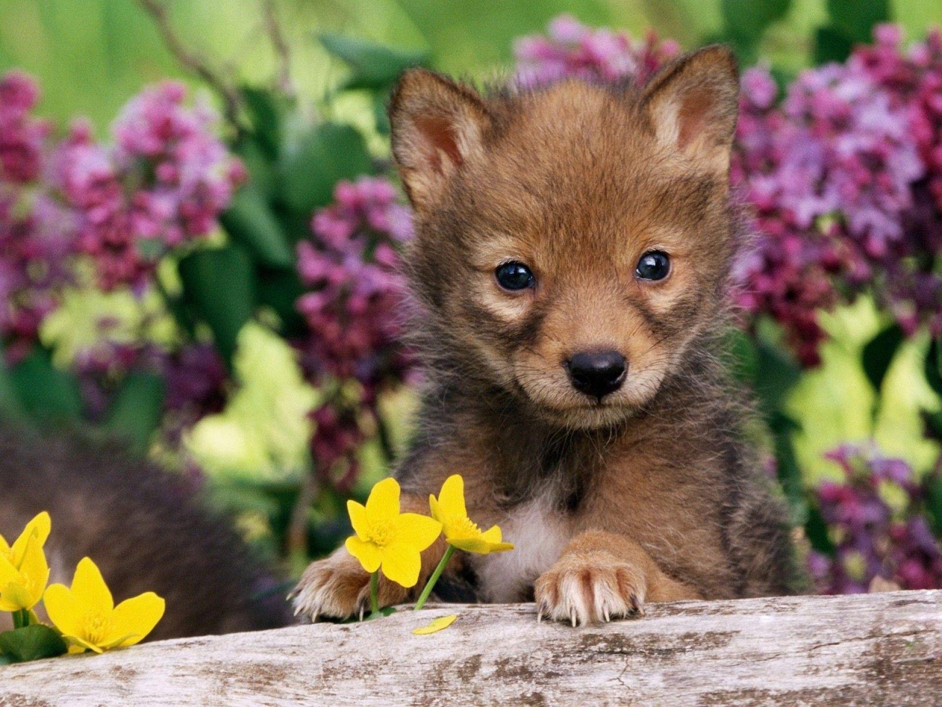 Cute Wolf Wallpapers